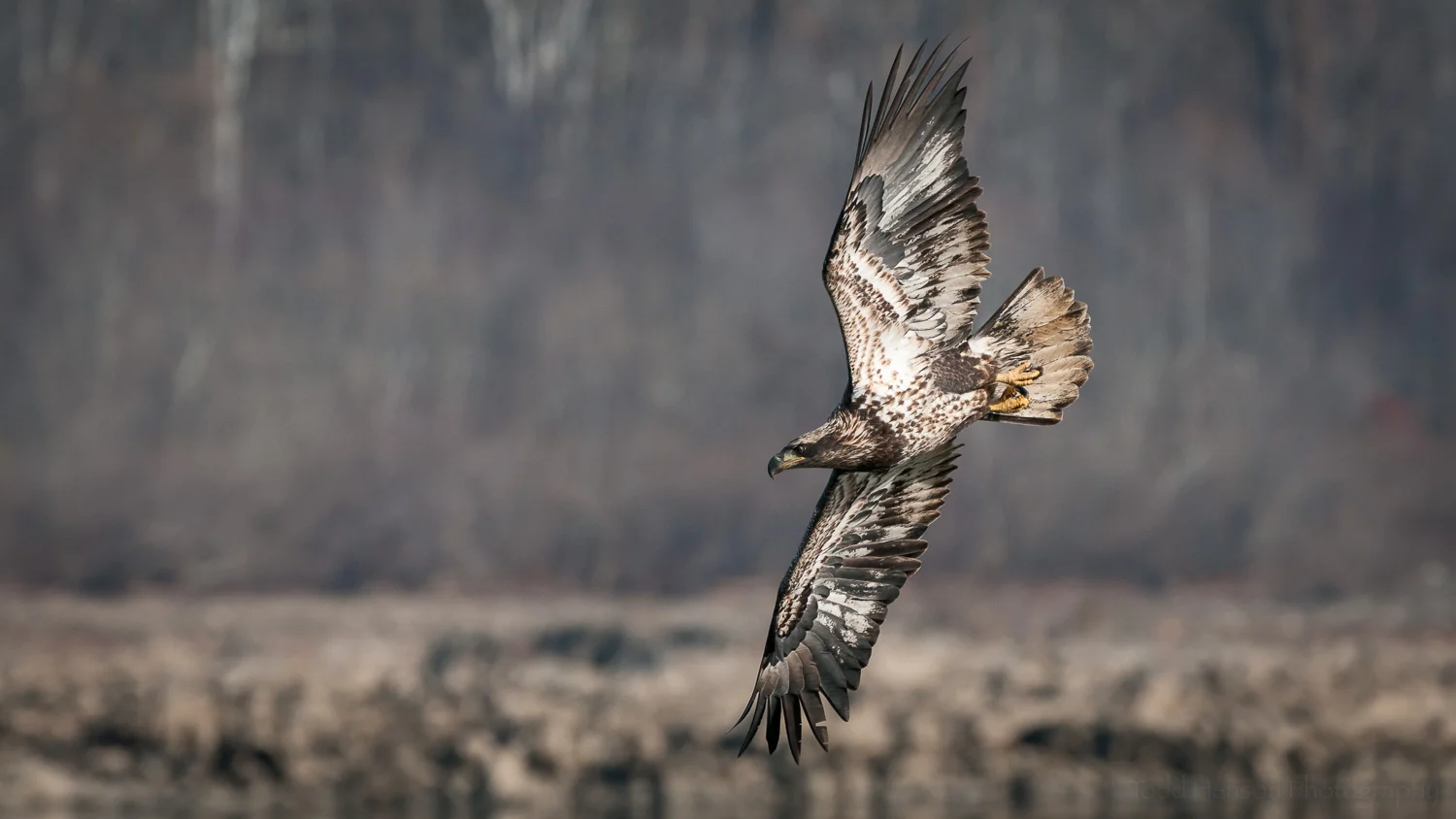 Juvenile Bald Eagle veering towards the river, it's eye focused on a fish just under the surface