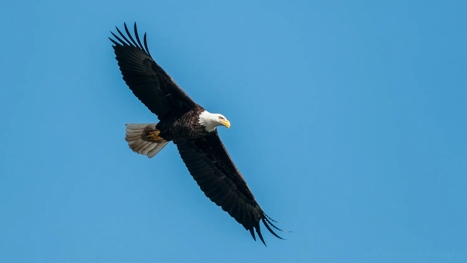 Bald Eagle searching for fish in the Susquehanna River