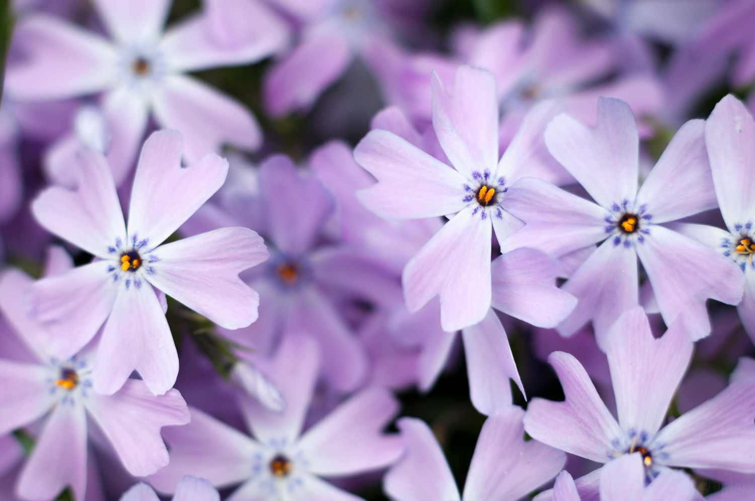 Blue Phlox (possibly Emerald Blue)
