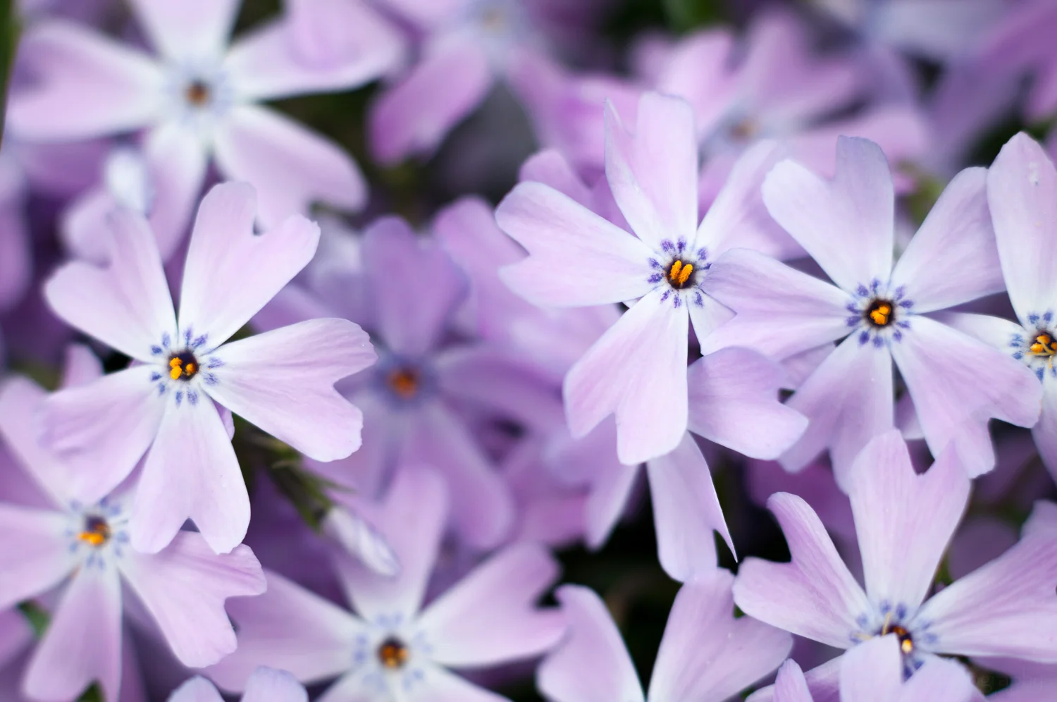 Spring Brings Wildflowers