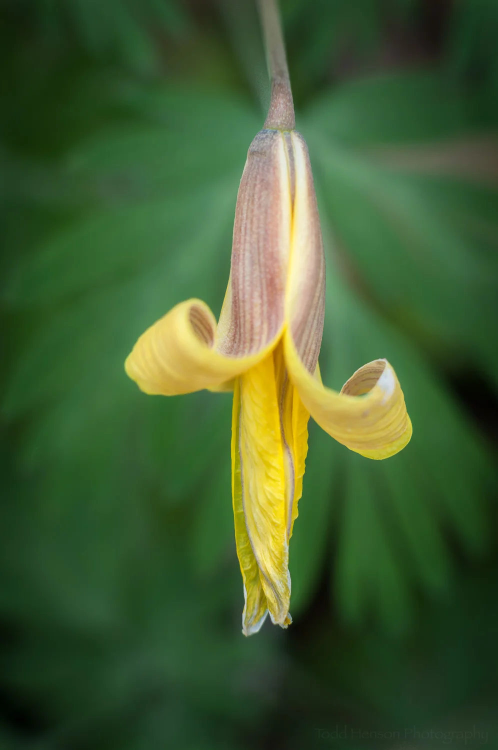 Yellow Trout Lily