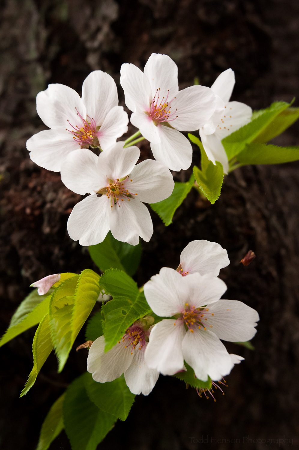 Cherry Blossoms
