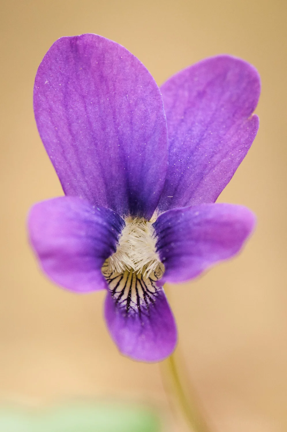 Common Blue Violet