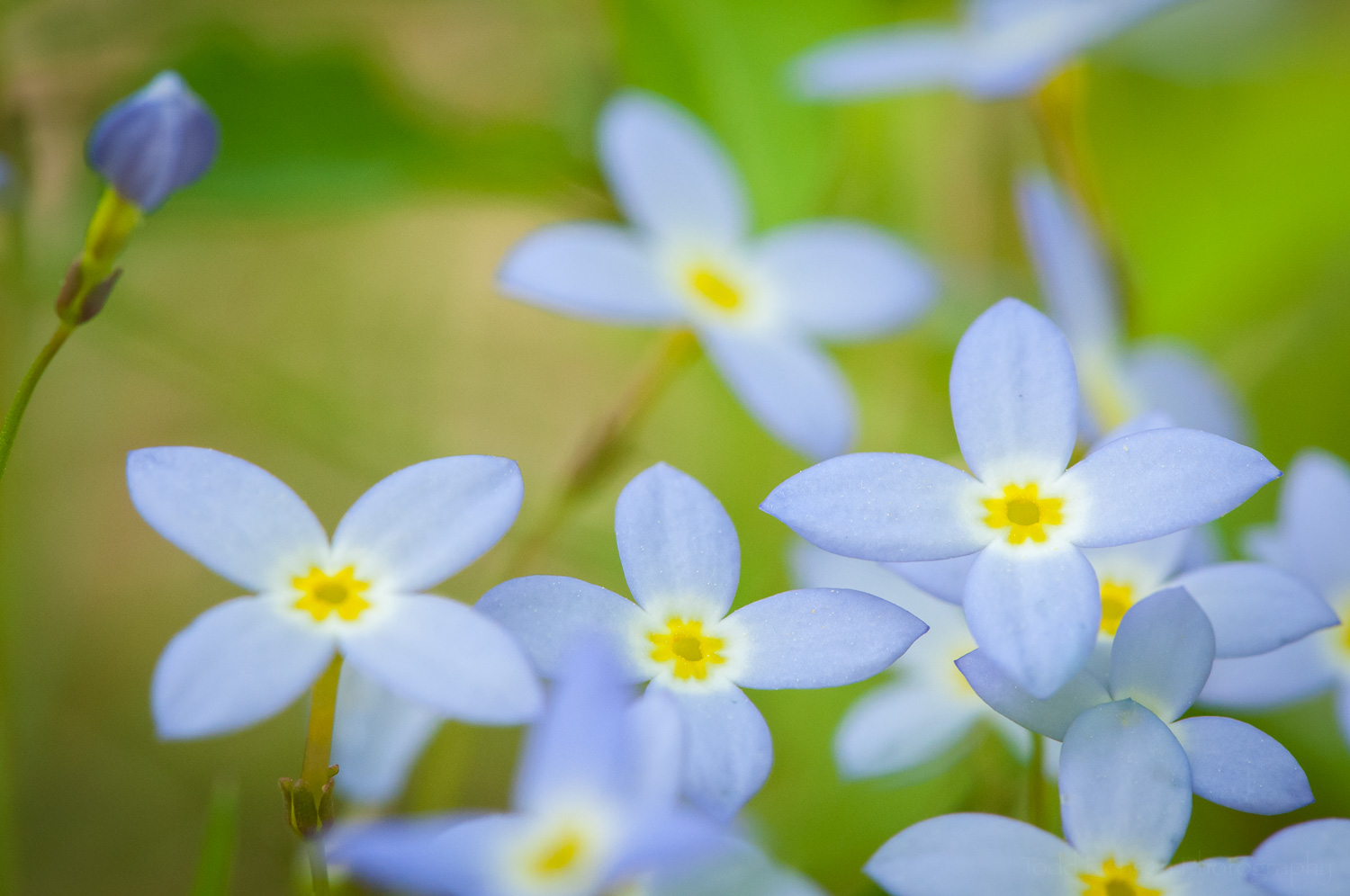 Quaker Ladies (bluets)