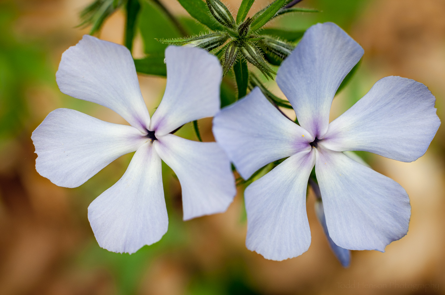 Blue Phlox
