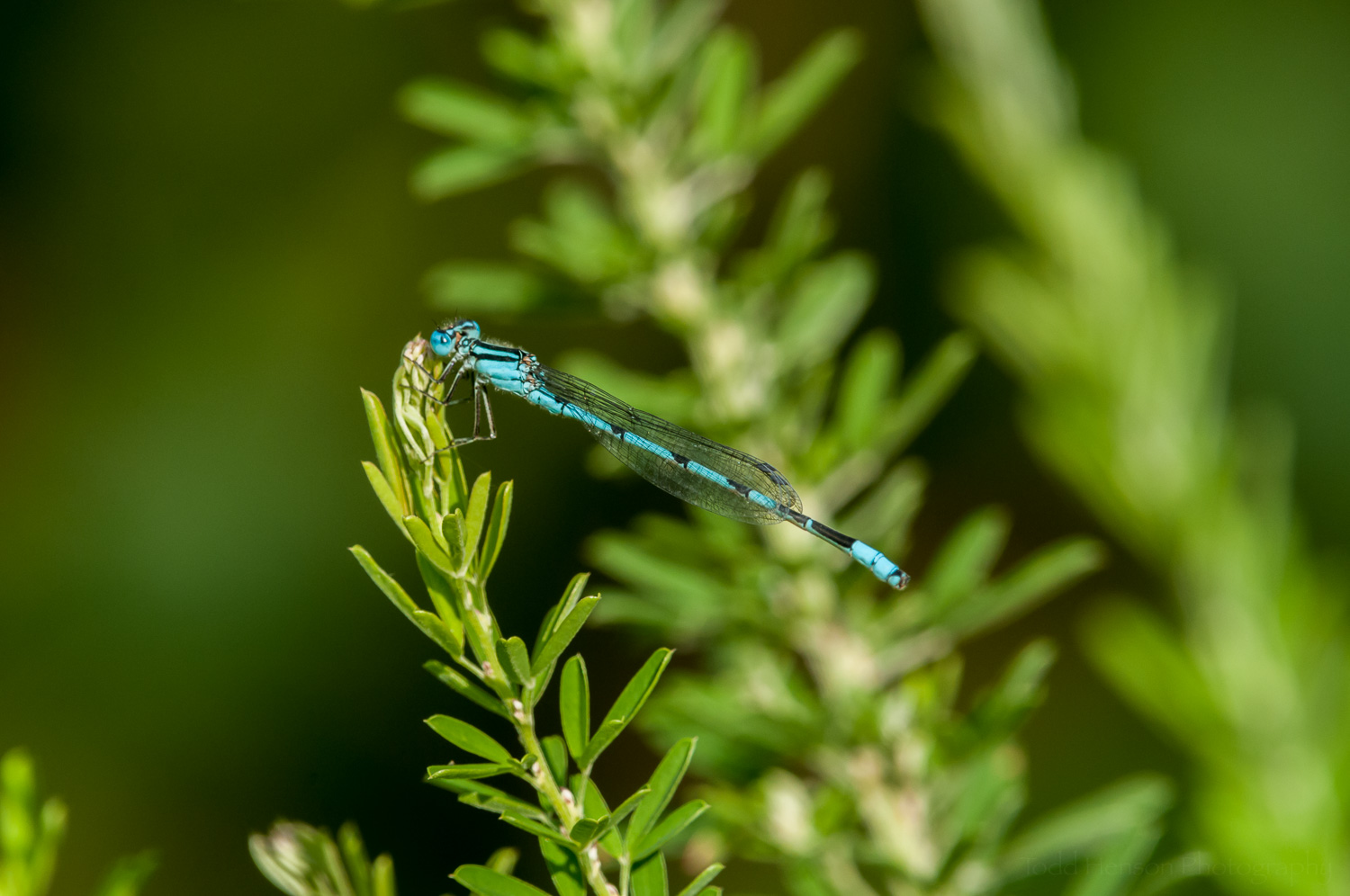 Familiar Bluet Damselfly. Getting better.