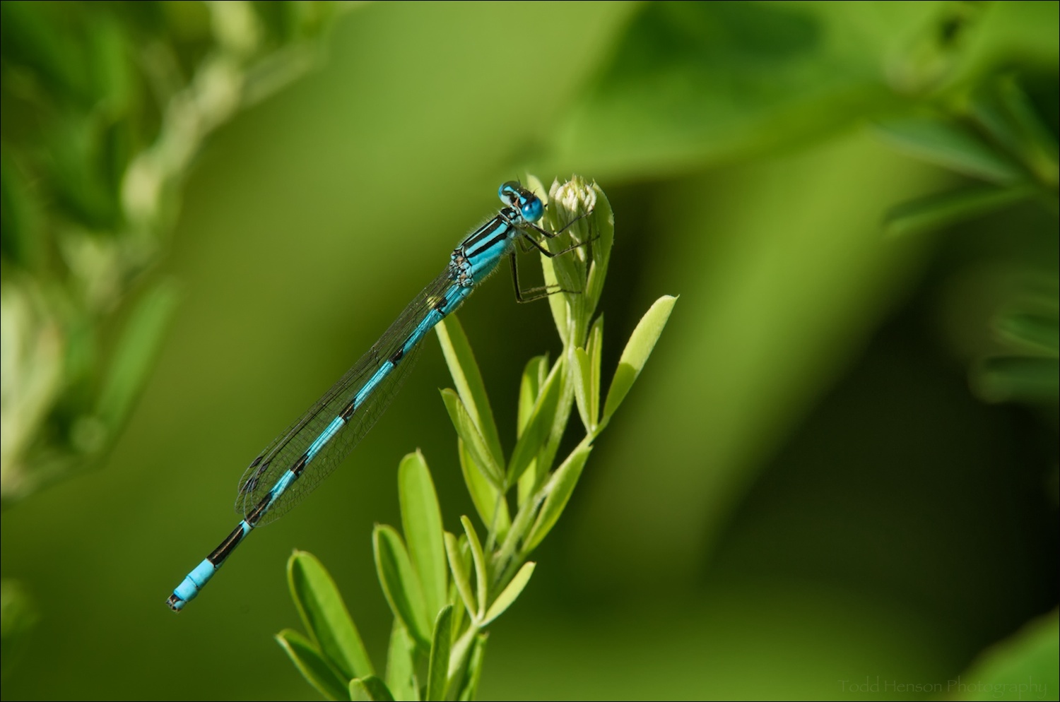 Final image of Familiar Bluet Damselfly