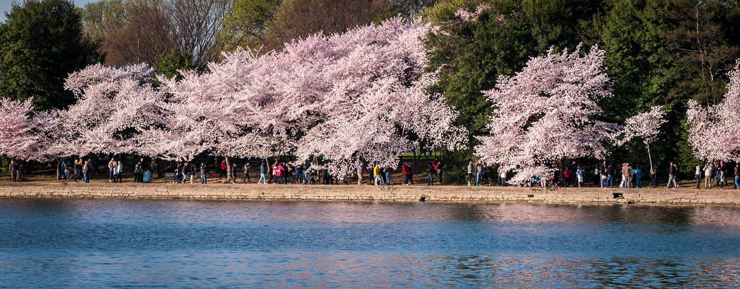 Cherry trees along the tidal basin in Washington, D.C.
