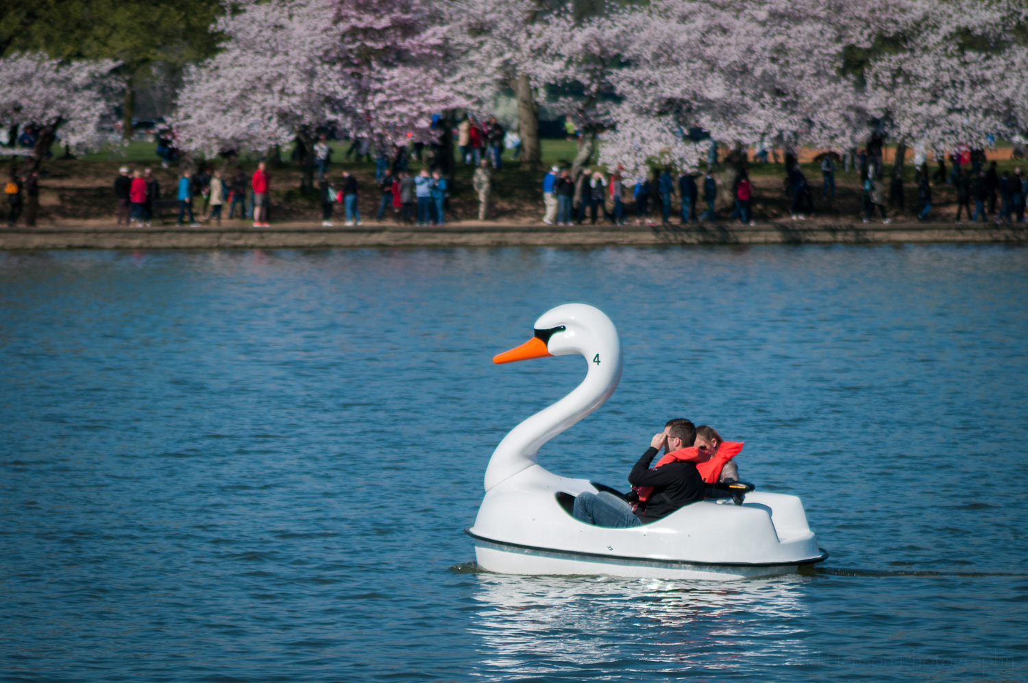 Swan boat in the tidal basin, Washington, D.C., cherry blossoms in the background