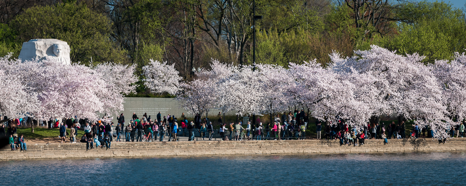 Martin Luther King, Jr. Memorial from a distance, surrounded by cherry blossoms.