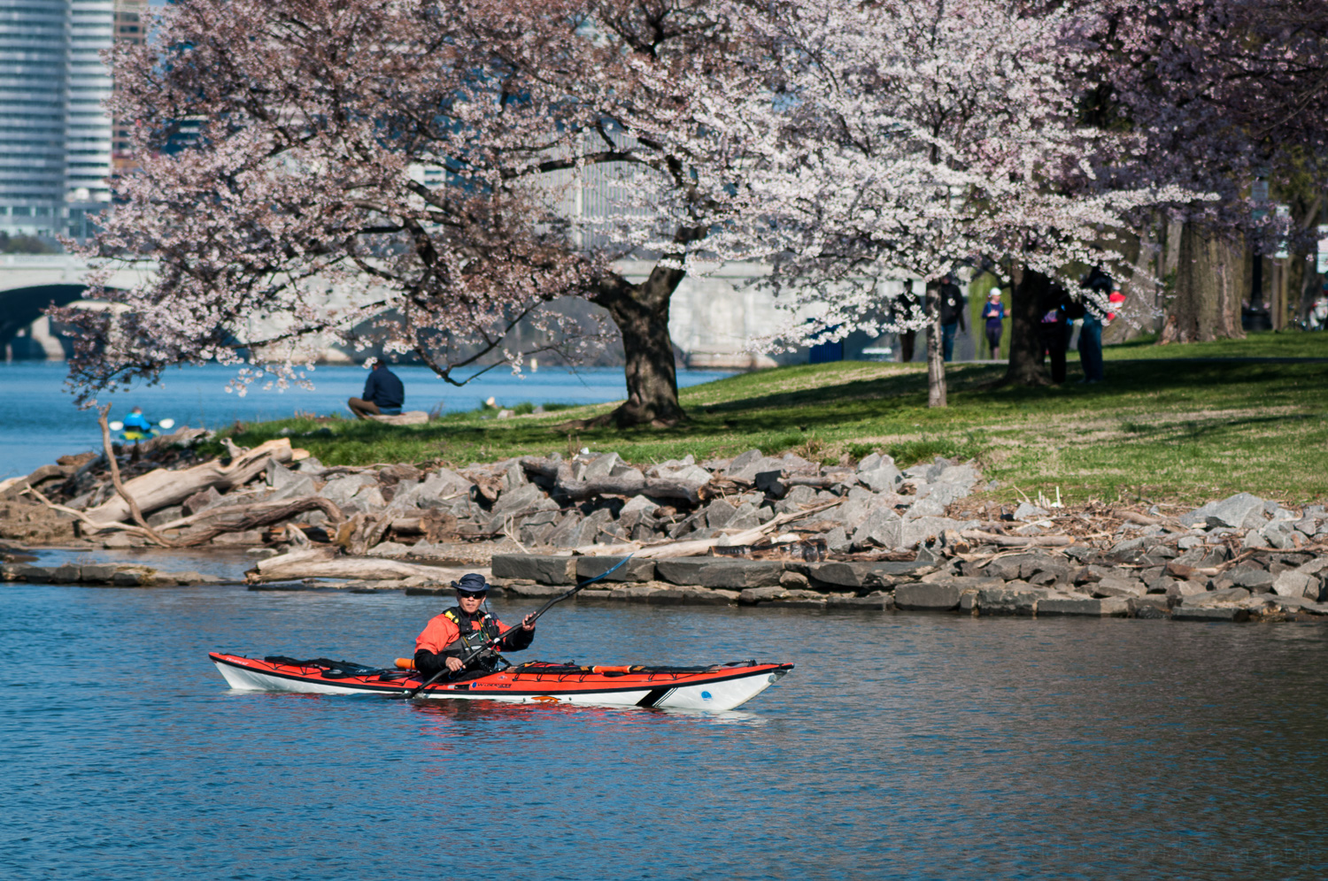 Kayaker, and photographer, in Potomac River just outside tidal basin, cherry tree in the background.