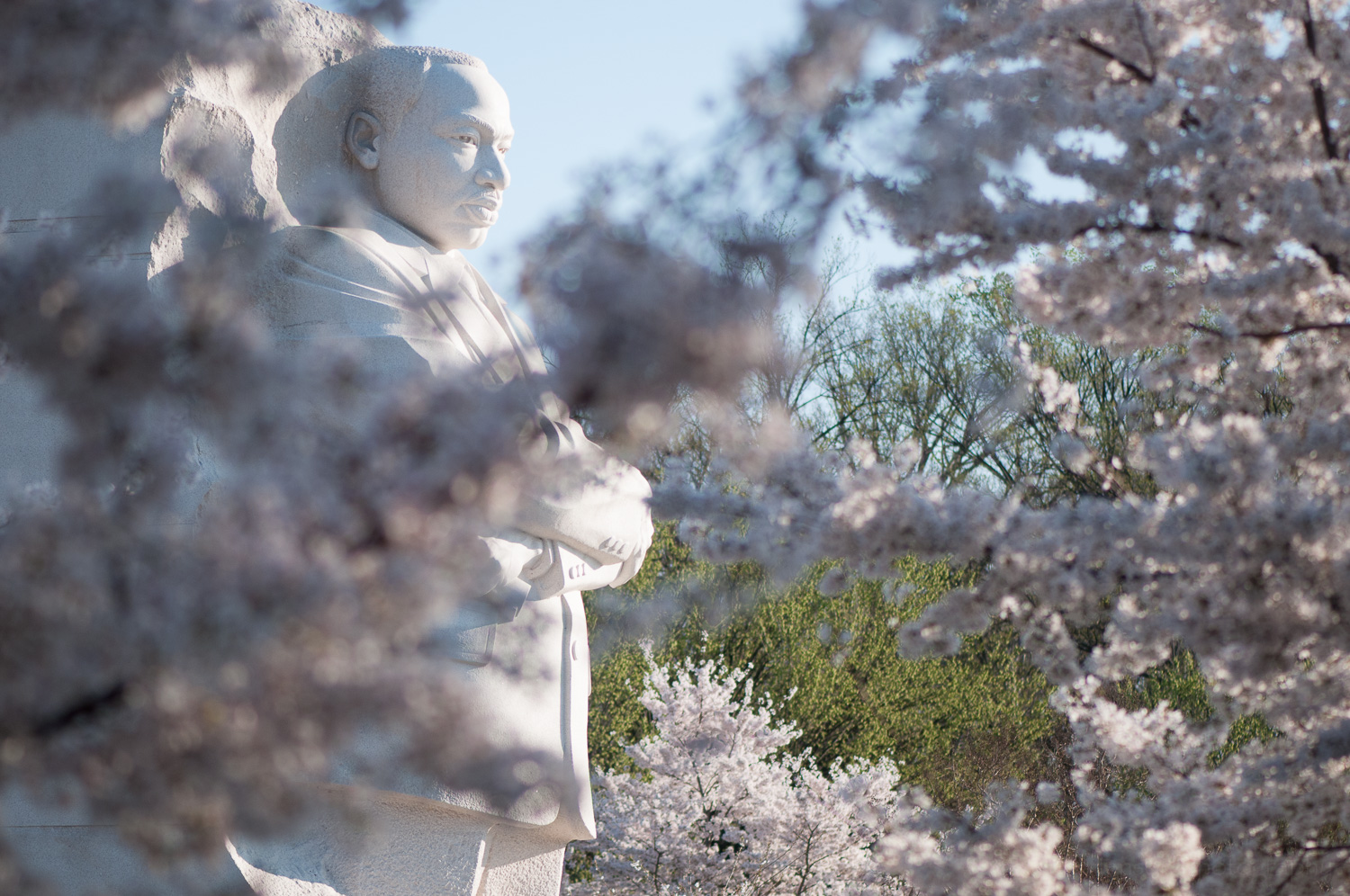 Martin Luther King, Jr. Memorial surrounded by cherry blossoms.