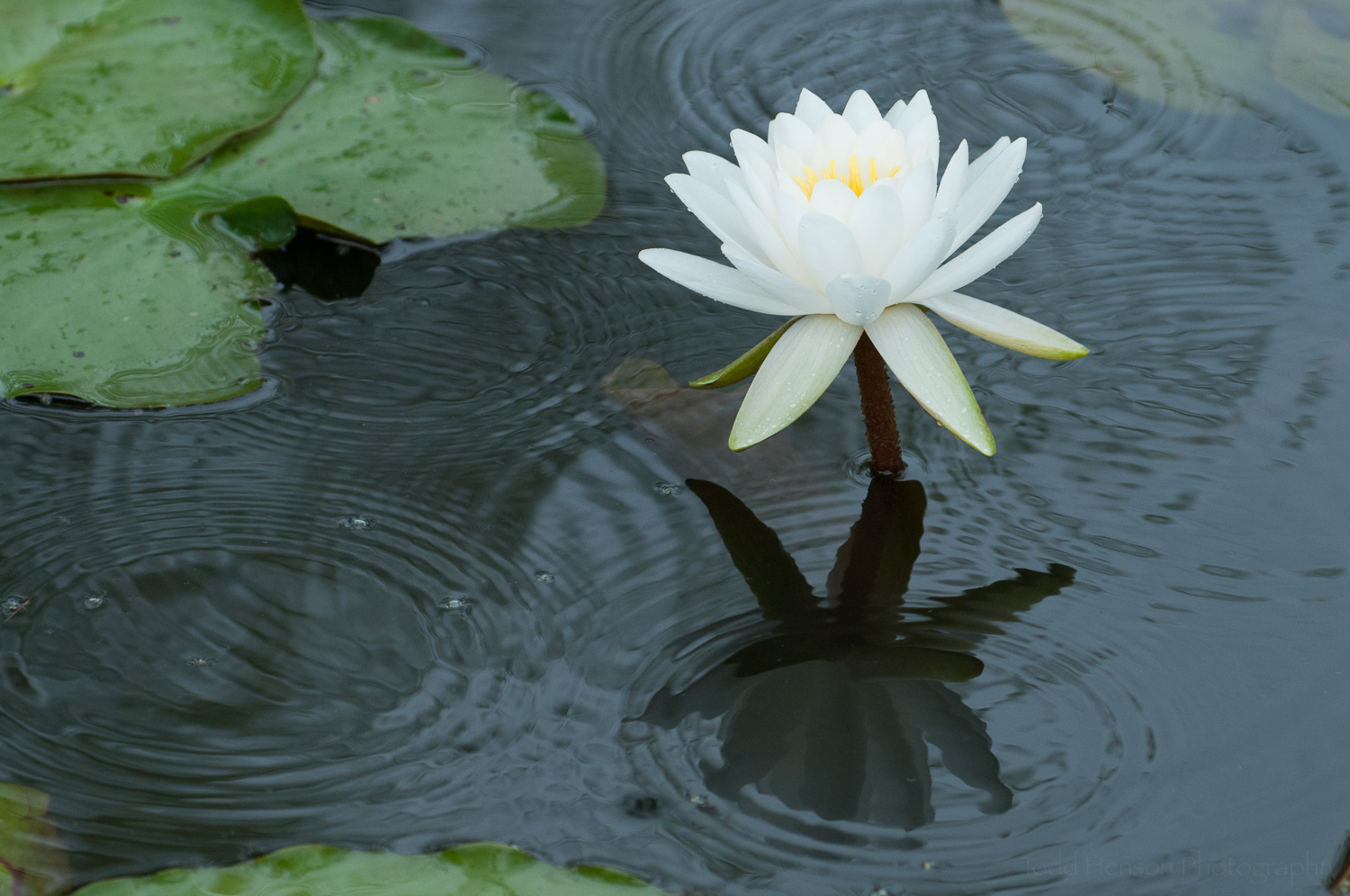 White Water Lily The Story Behind the Image — Todd Henson Photography
