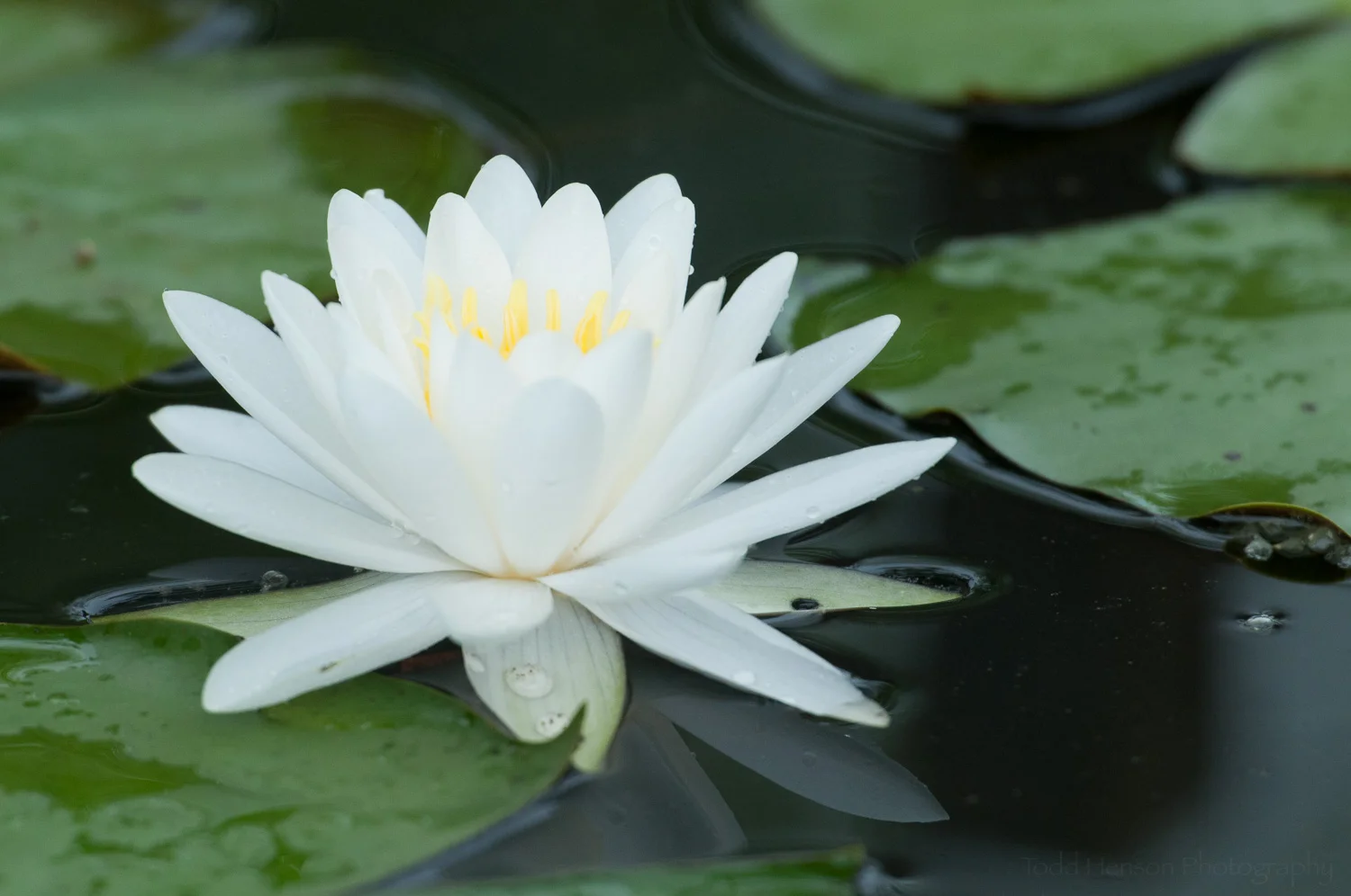 White Water Lily surrounded by lily pads