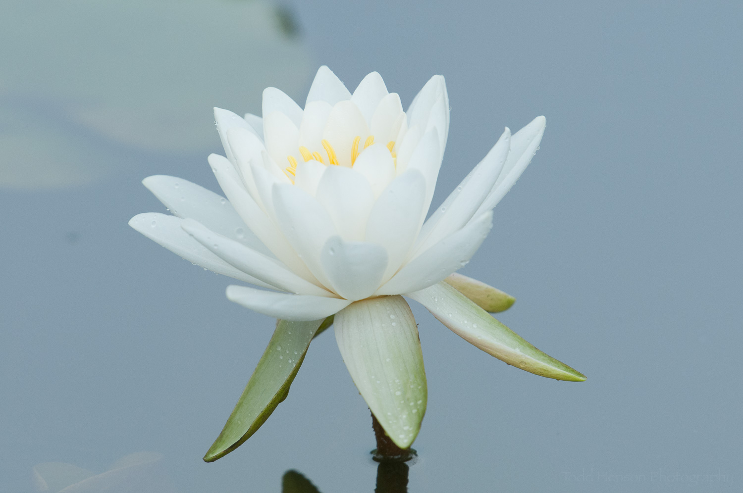 Less distracting White Water Lily, but still lacking something