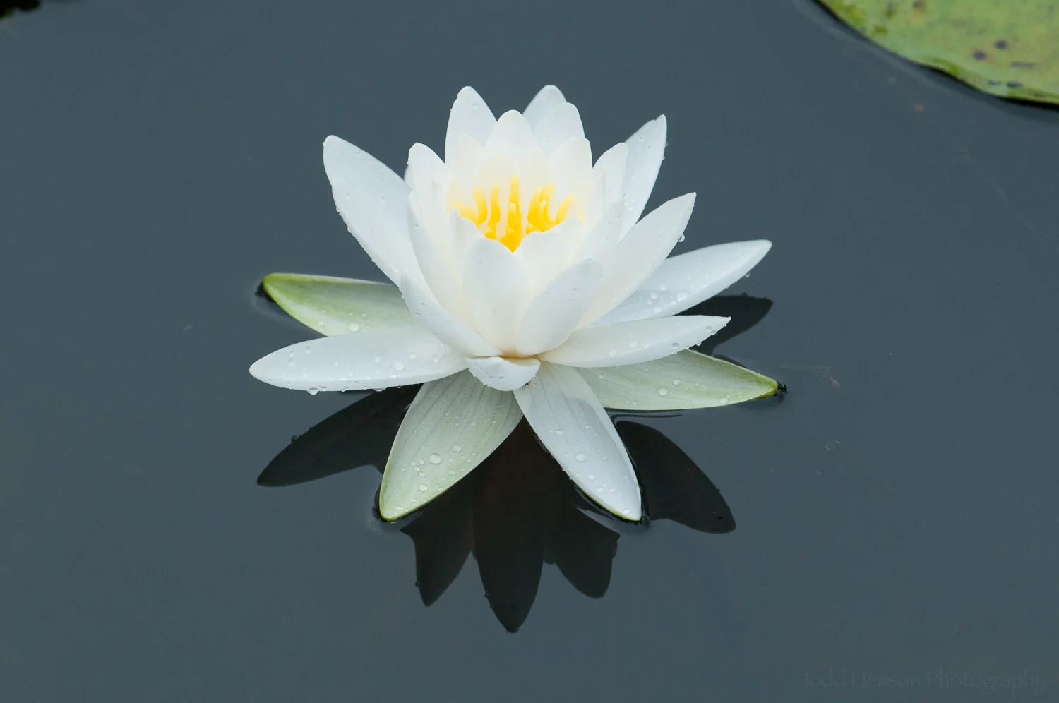 White Water Lily, getting closer to a composition I like