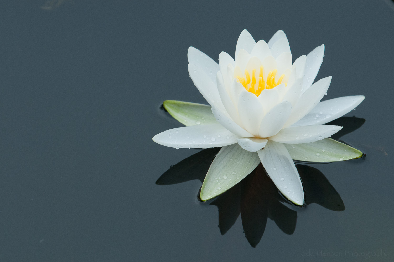 White Water Lily. This is the composition I was looking for.