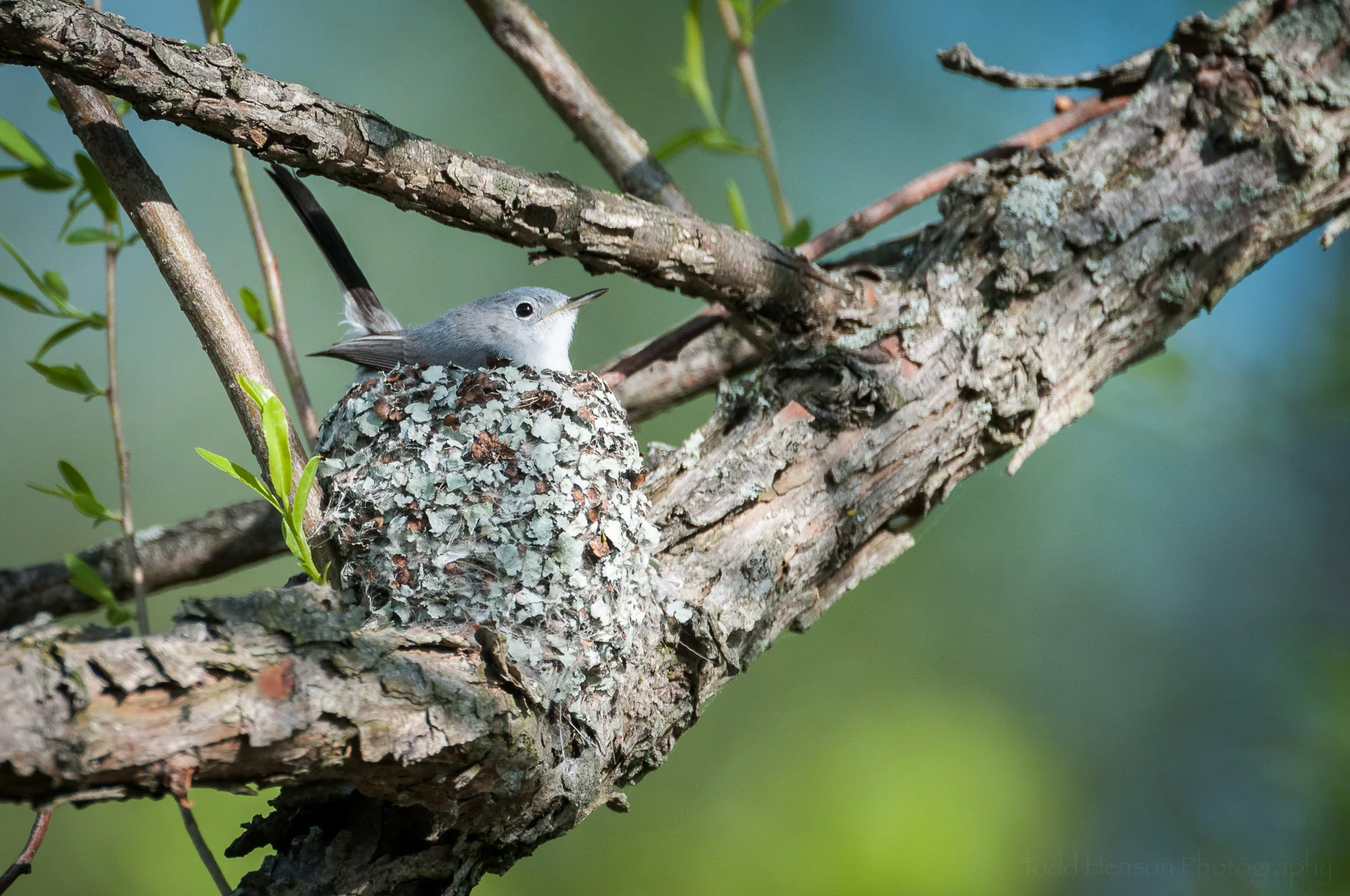 Blue-gray Gnatcatcher building a nest. Keep a respectful distance when photographing or observing nesting behavior. Don't stay at the site very long. Don't disturb anything.