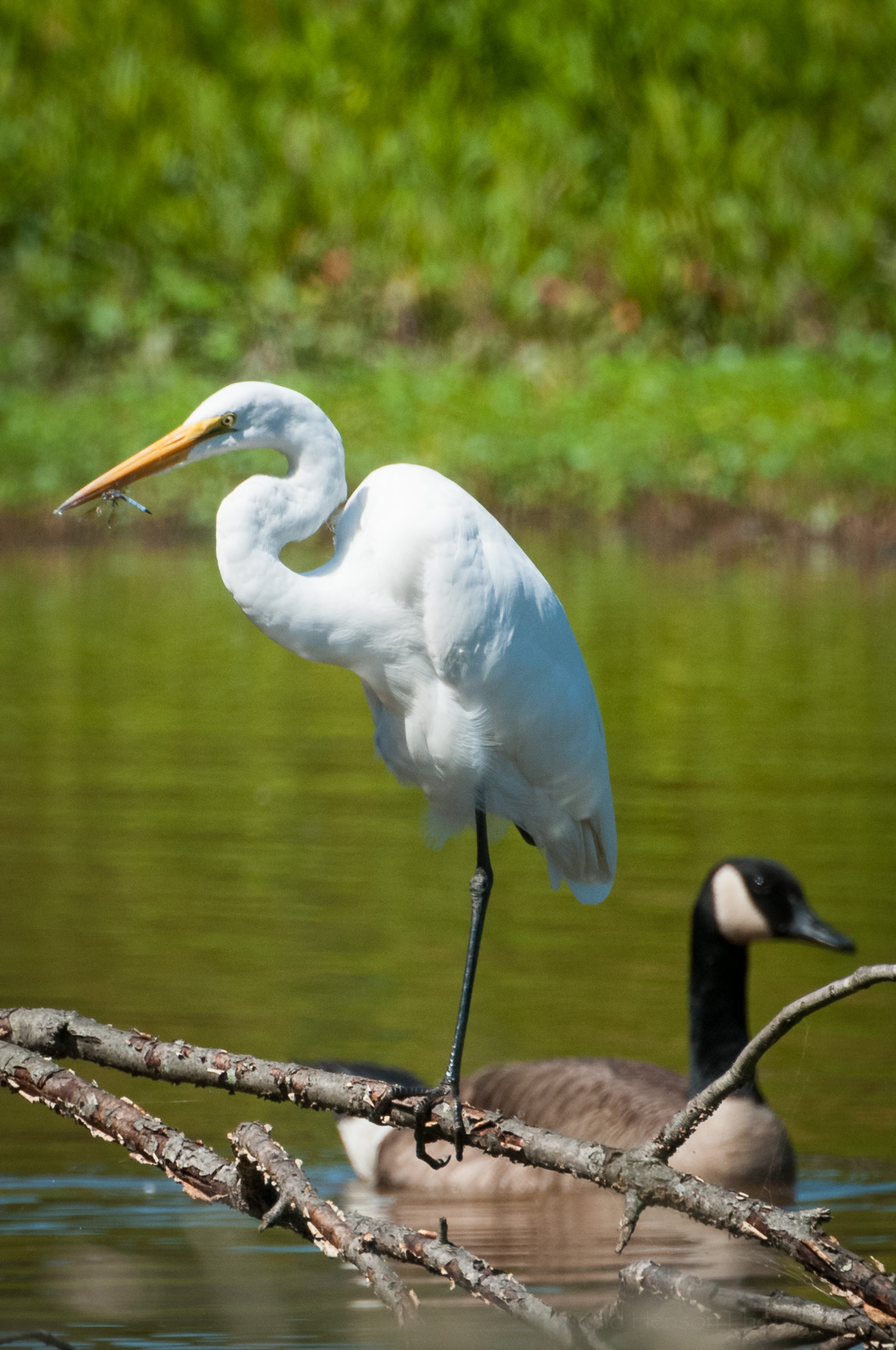 Great Egret snacking on dragonfly