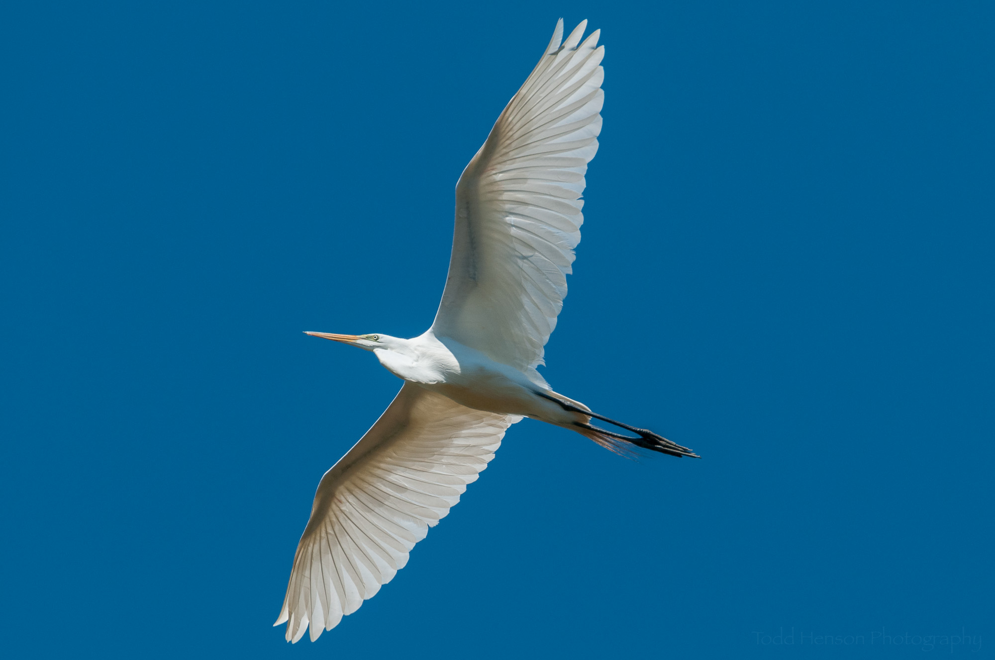 Great Egret in flight, overhead, against clear blue sky