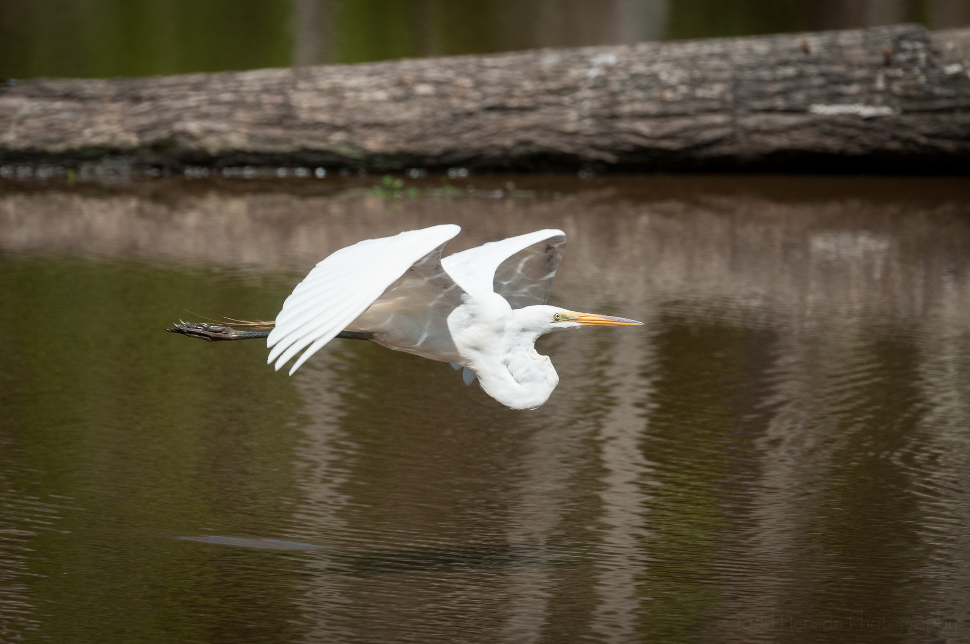 Great Egret flying low, over the wetlands pong, with fallen tree in the background