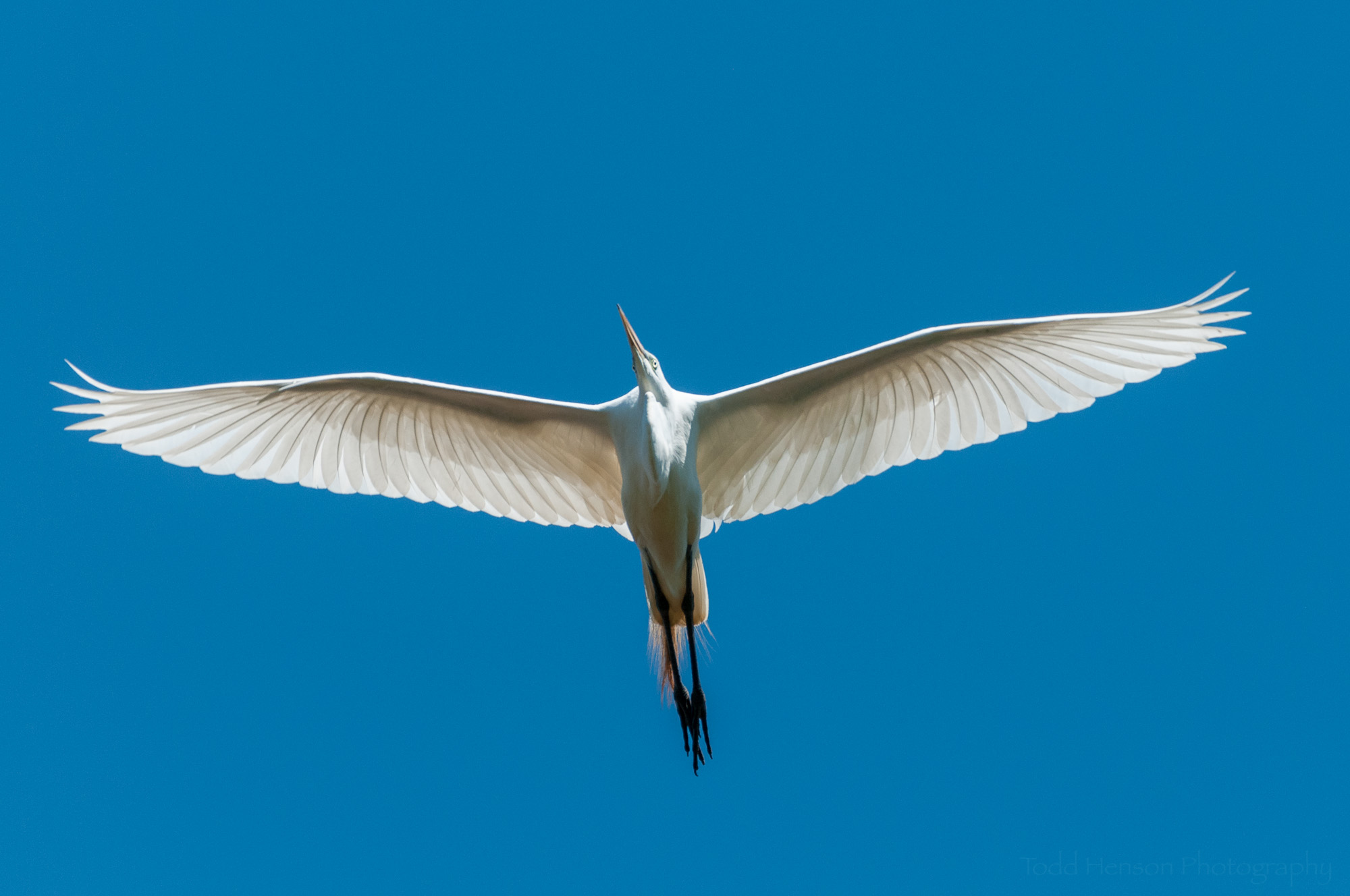 Great Egret flying overhead against clear blue sky