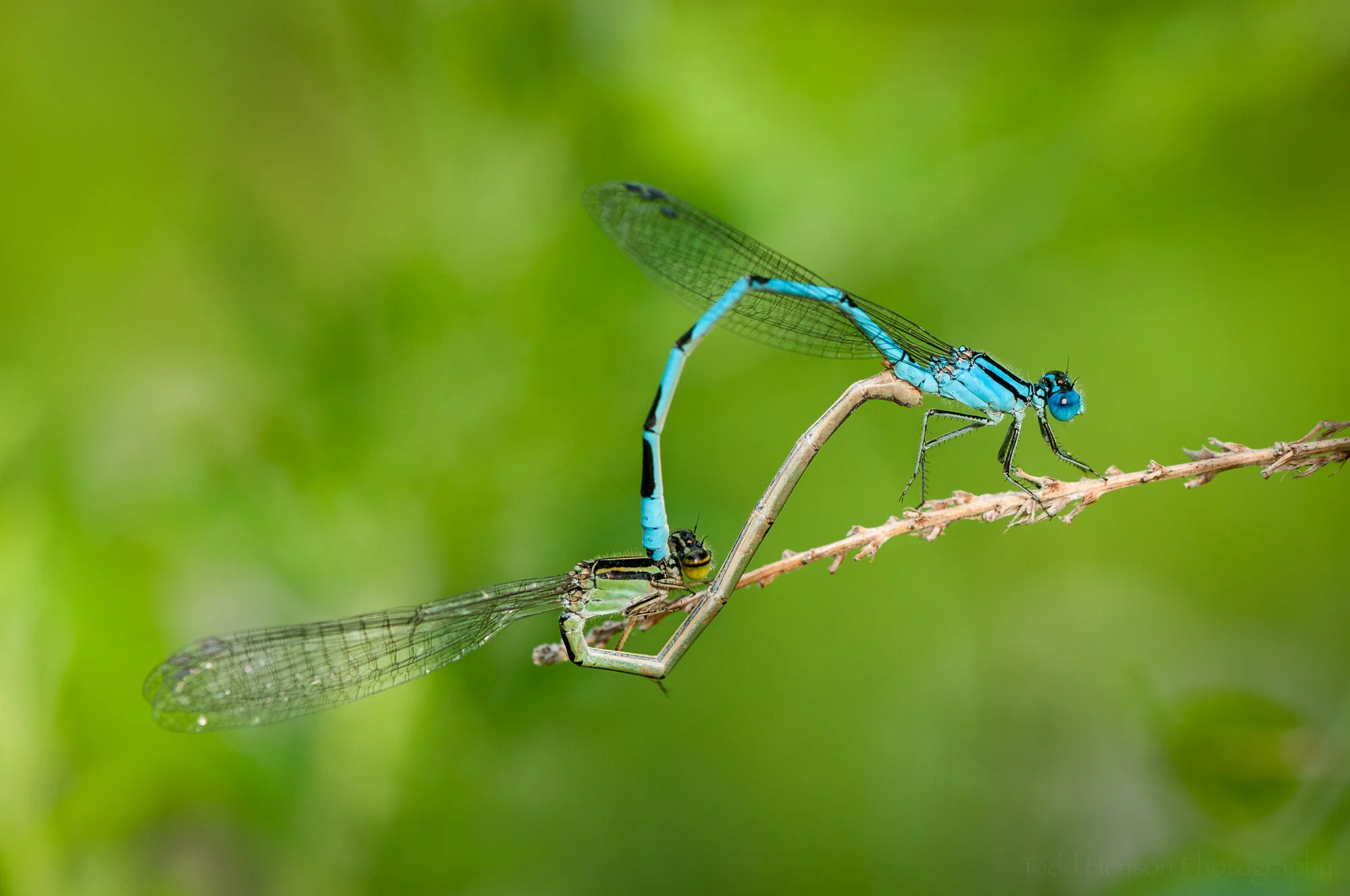 Pair of Familiar Bluet Damselfly mating