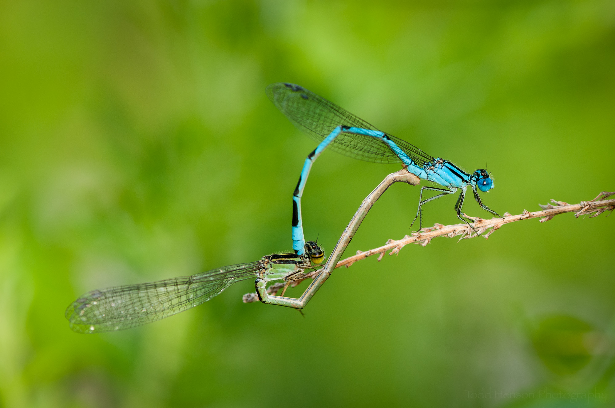 Pair of mating Familiar Bluet Damselflies. The male is blue, the female is green-brown.
