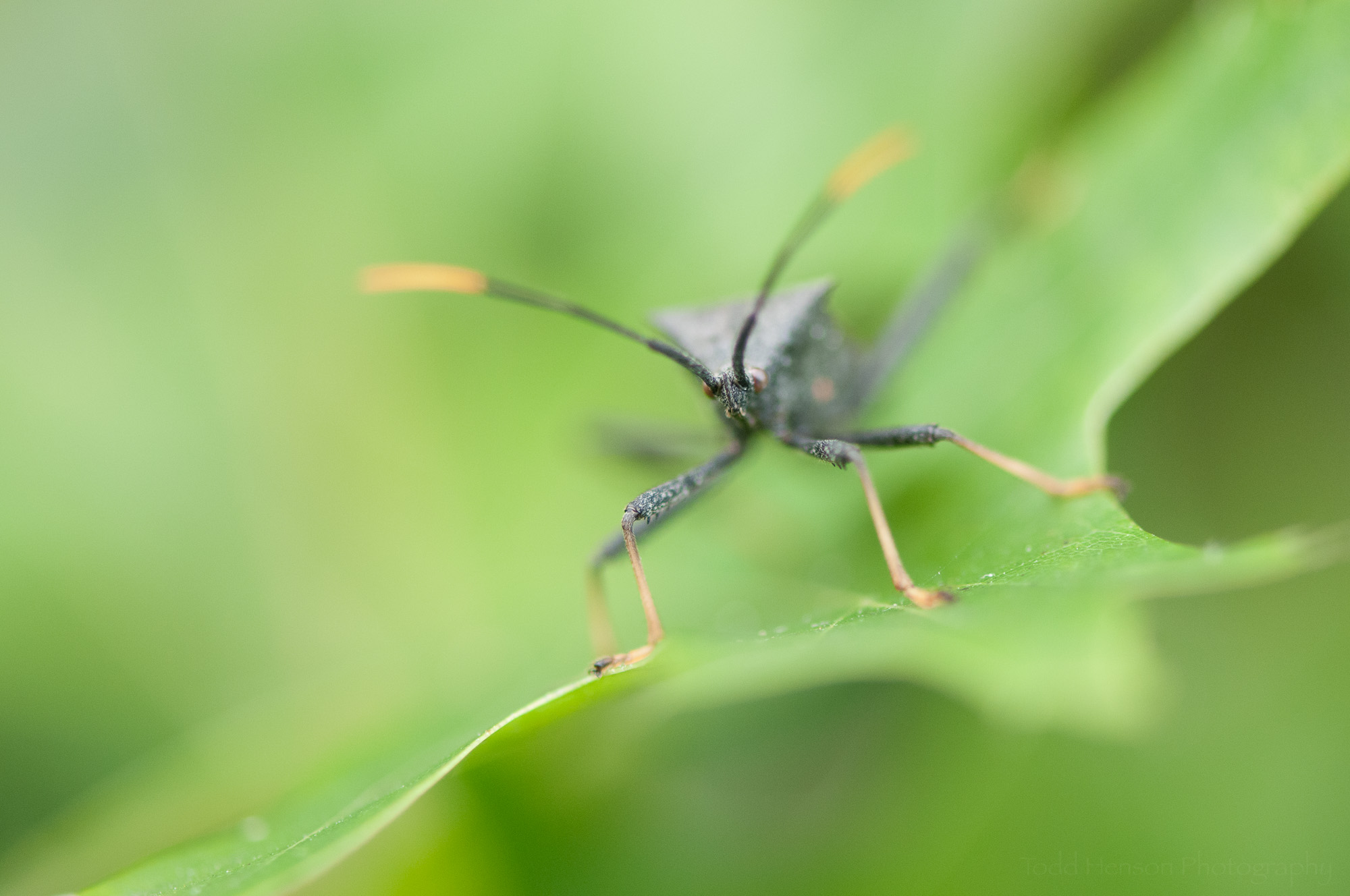 This assassin bug was shot at f/3.5, a very wide open aperture, using my 105mm macro lens. Notice the very shallow depth of field. 