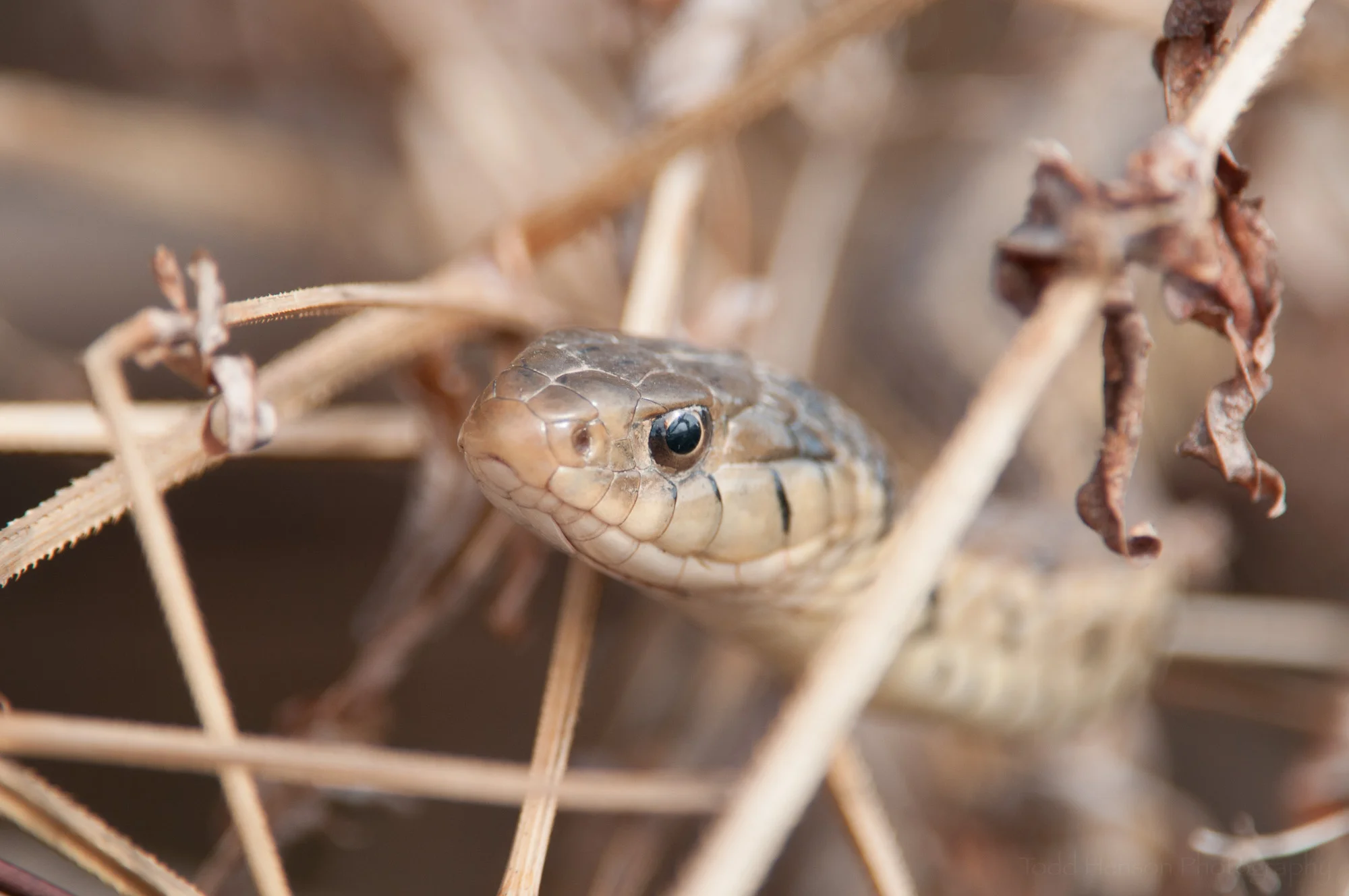 Notice how little of the snake is in focus. The camera is not parallel to the body of the snake.