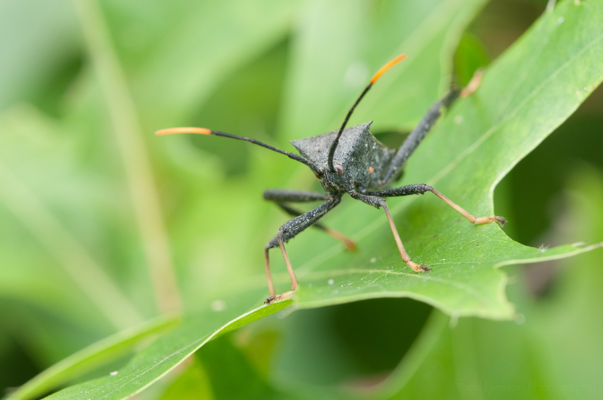 This time the assassin bug was shot at f/14, a much smaller aperture, again using my 105mm macro lens. Notice the much greater depth of field.