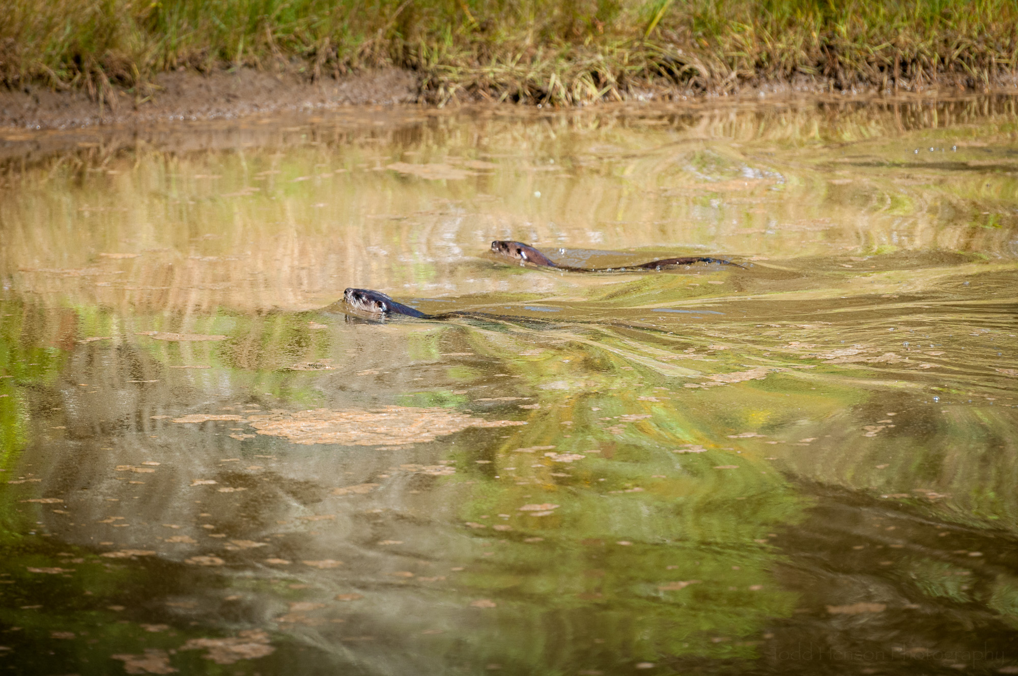 Two river otter swimming. The closer, darker one, is the mother. The other is a young otter.