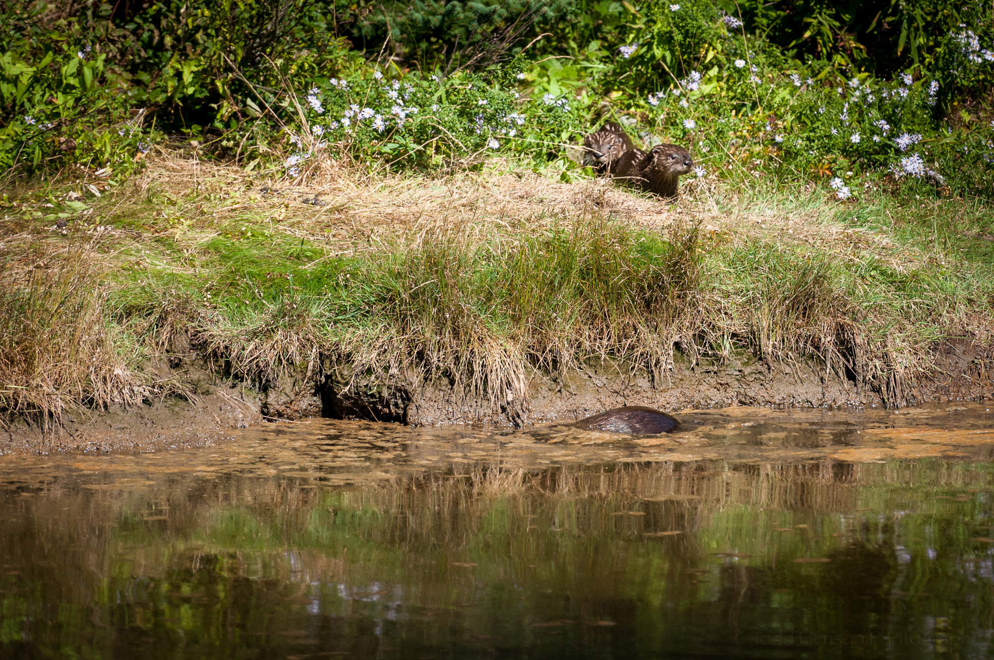 Three river otter have gone through the darker opening at water level and are on shore. A fourth is still in the water.