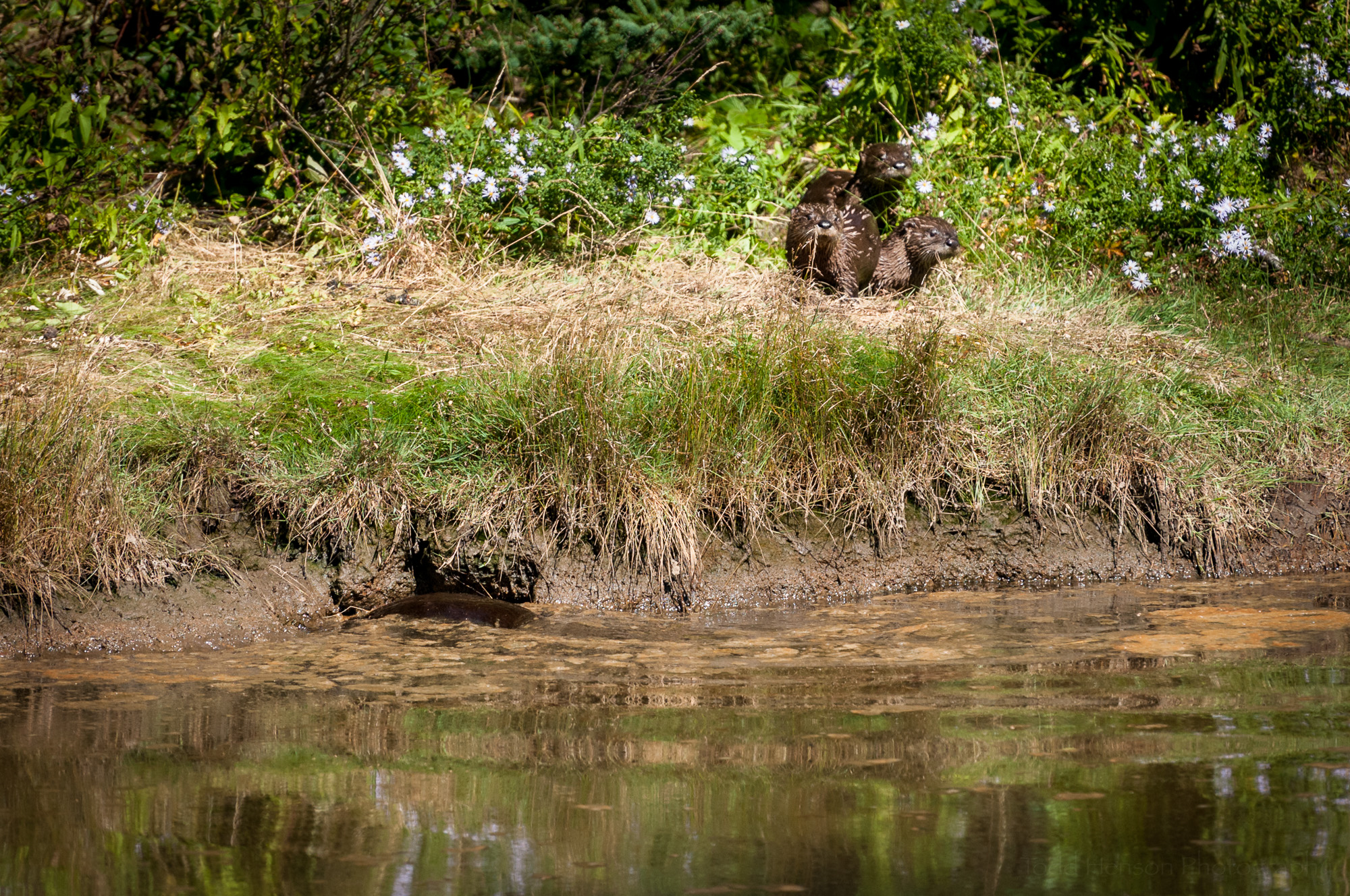 The three river otter are now on shore, while the fourth is at the opening.
