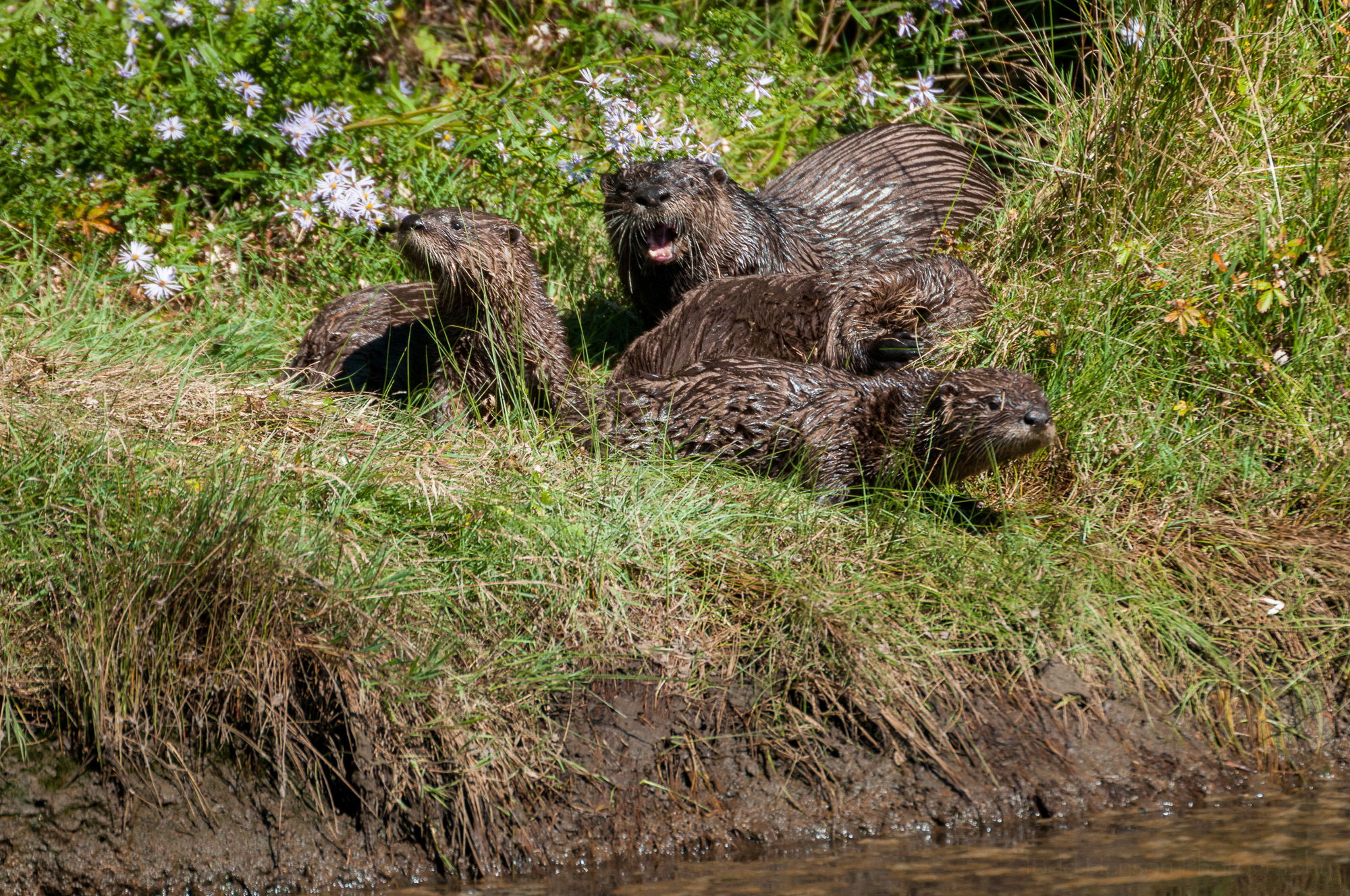 A mother and three young river otter on shore.