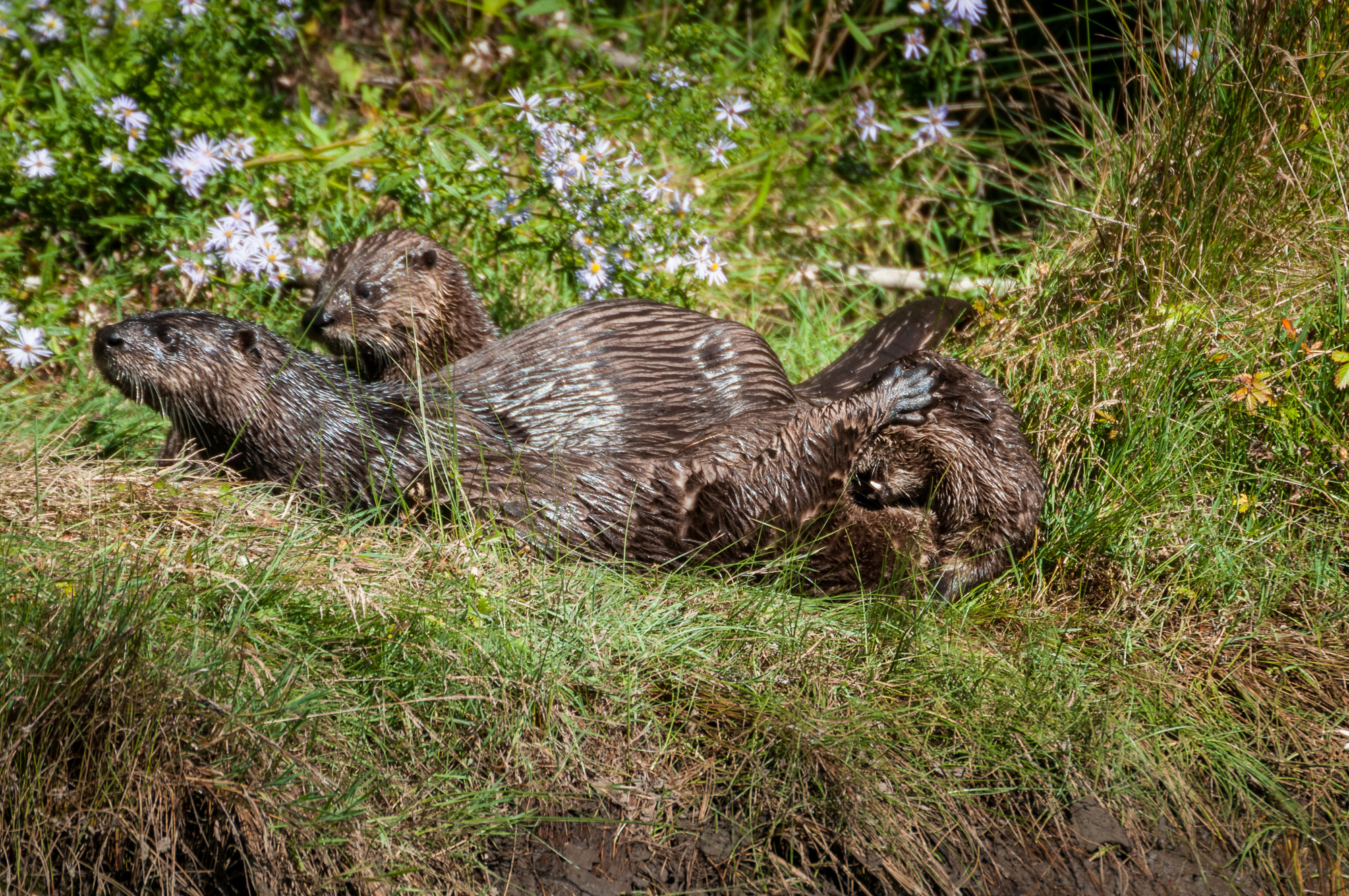 Four river otter on shore, stretching and scratching.