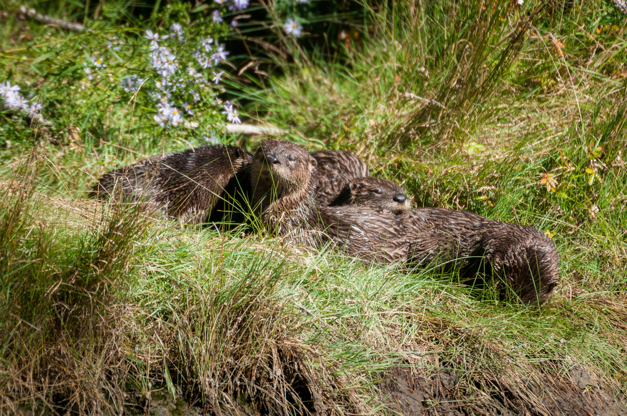 Four river otter relaxing and sunning themselves on shore.