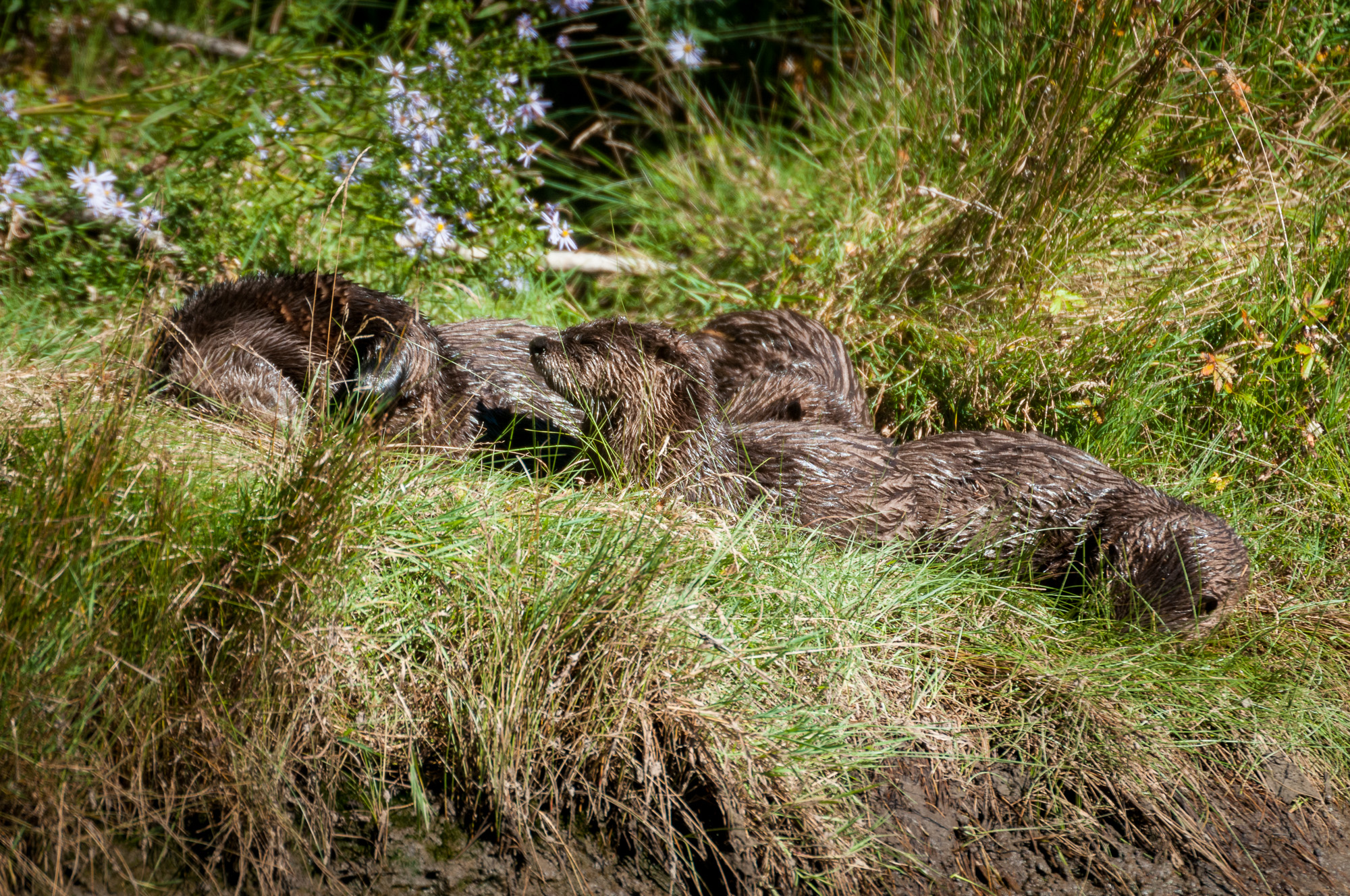 Four river otter relaxing on shore.