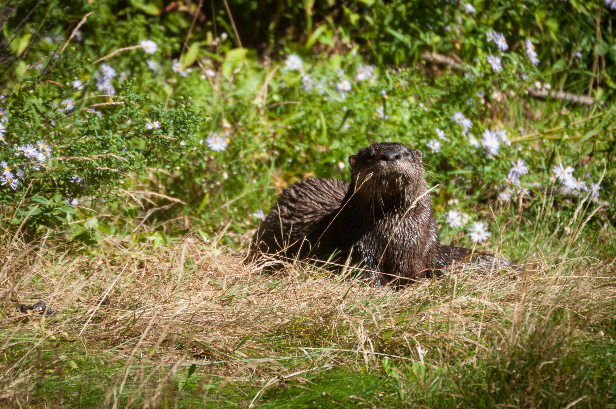 Mother river otter posing for the camera.