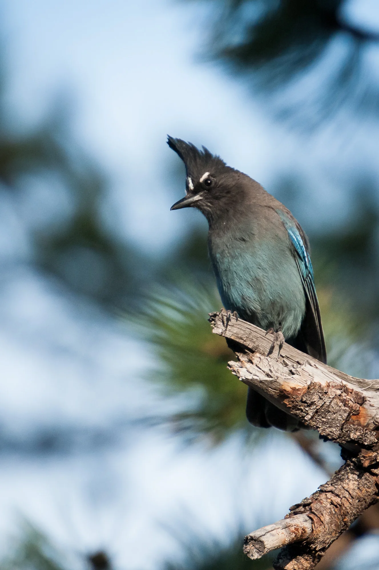 Steller's Jay, with white eye brows, perched on a branch