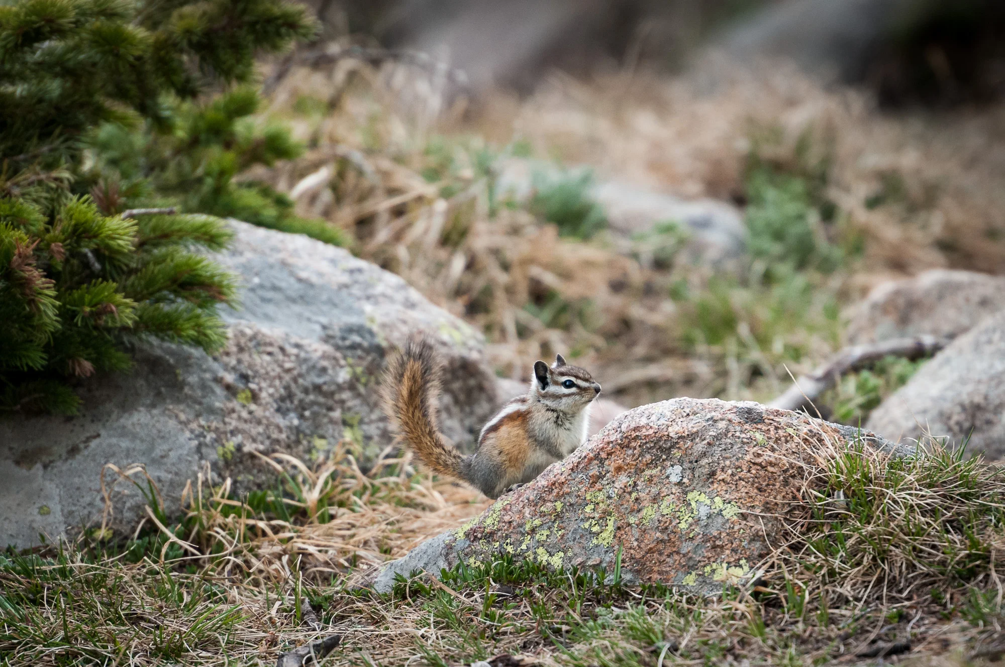 A curious Least Chipmunk on a lichen covered rock