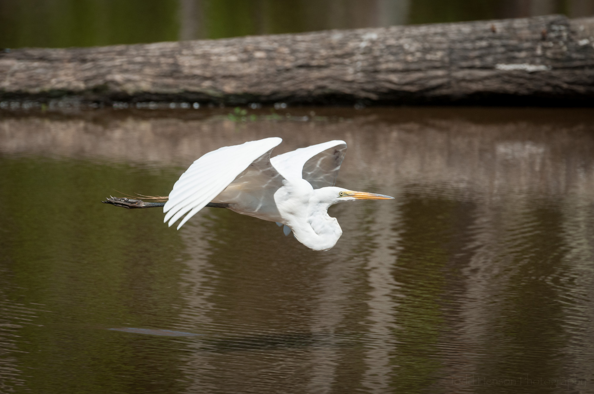 Great Egret Flying Over Water