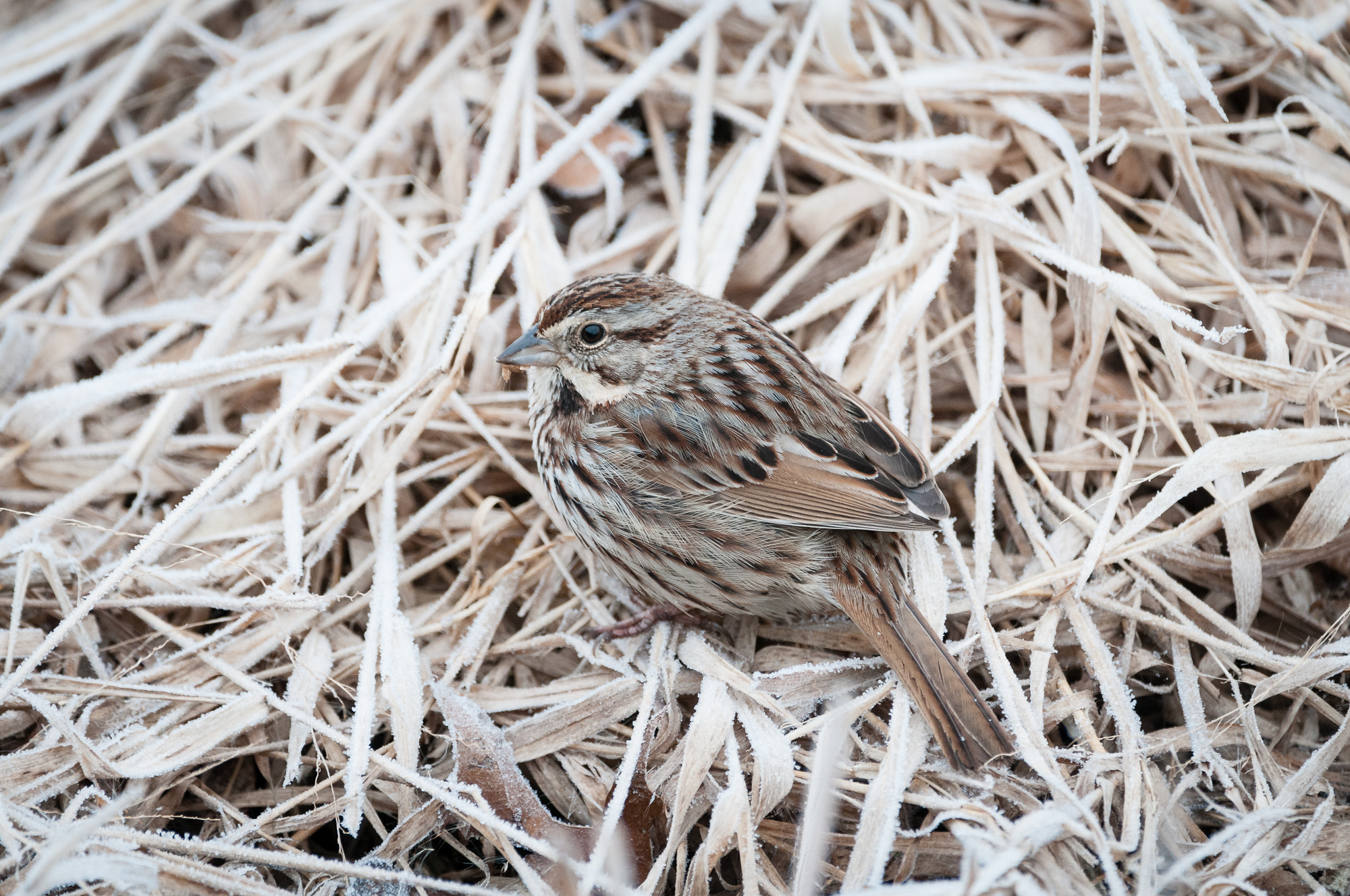 Song Sparrow on a Frosty Morning
