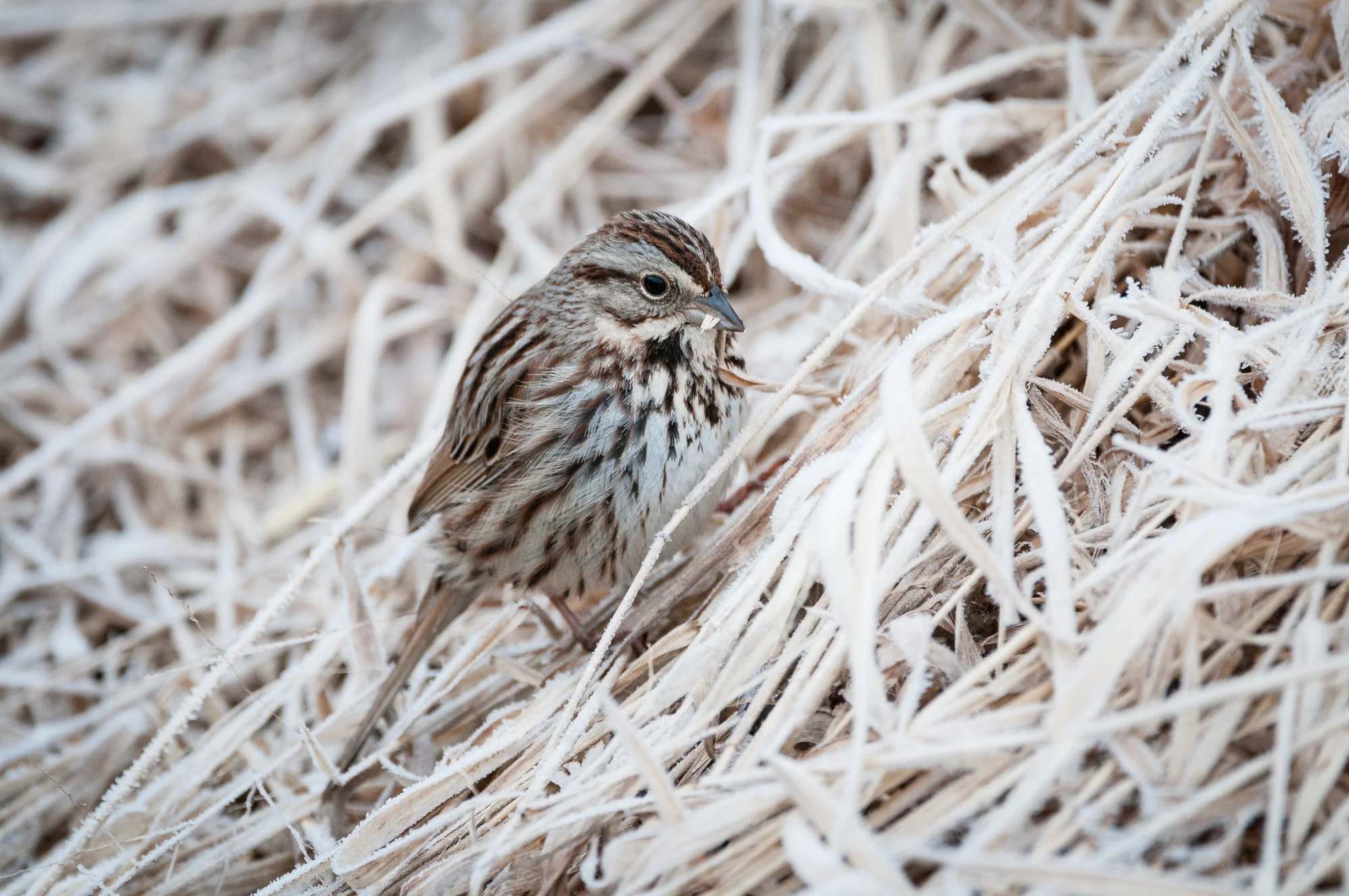 Song Sparrow contemplating a piece of marsh grass