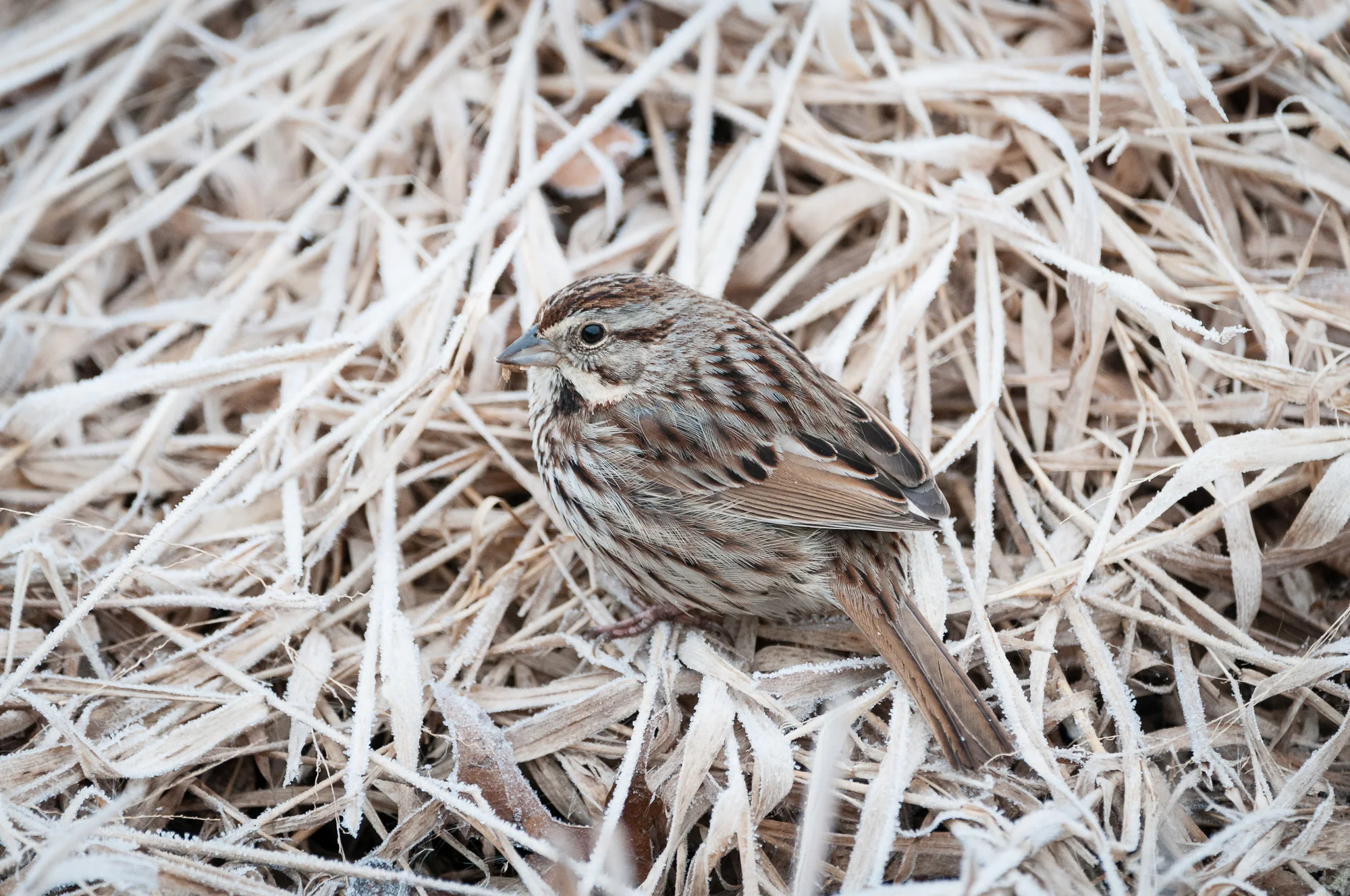 Portrait of a Song Sparrow on frosty marsh grass