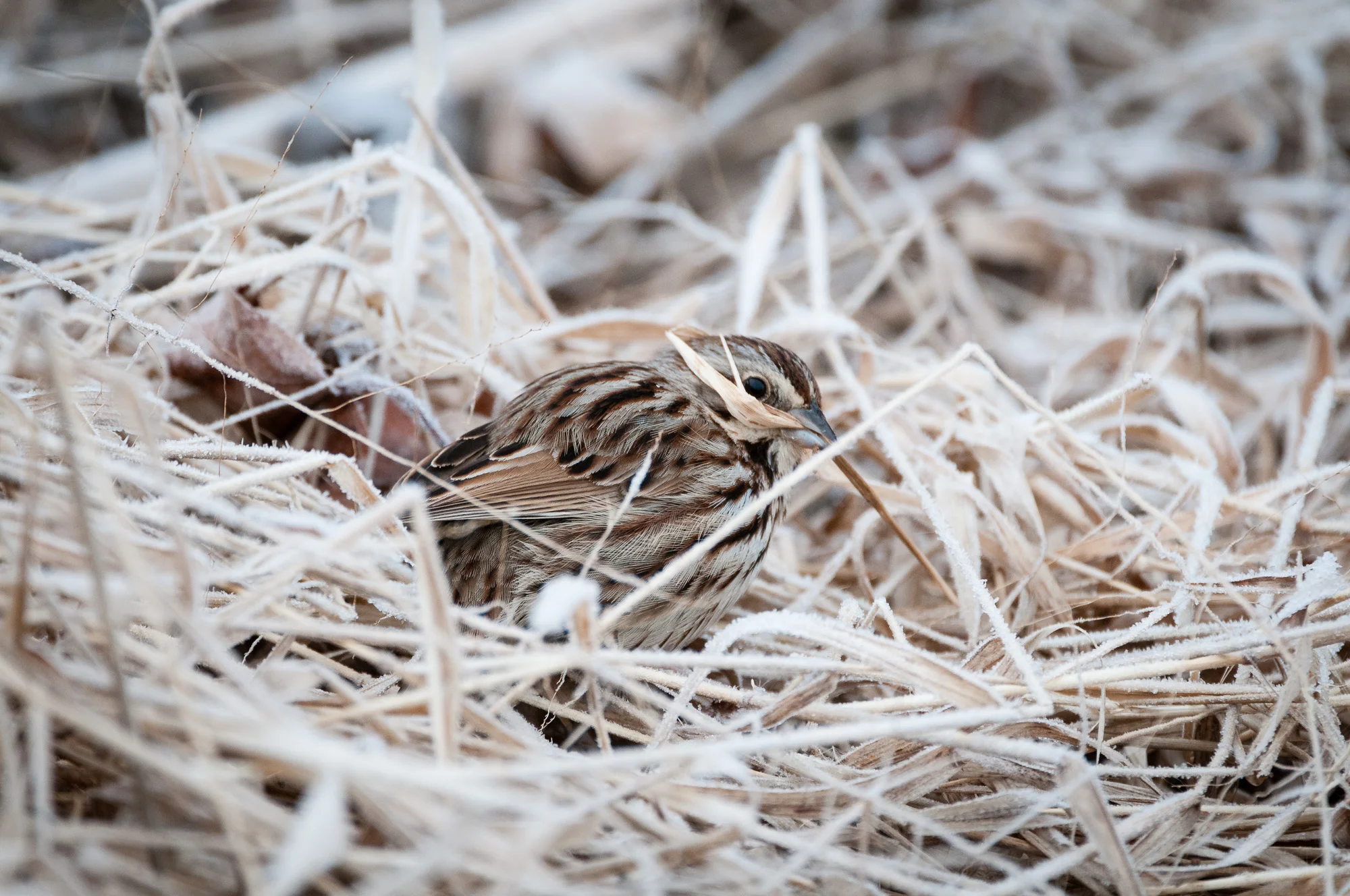 Song Sparrow pulling marsh grass on a frosty morning