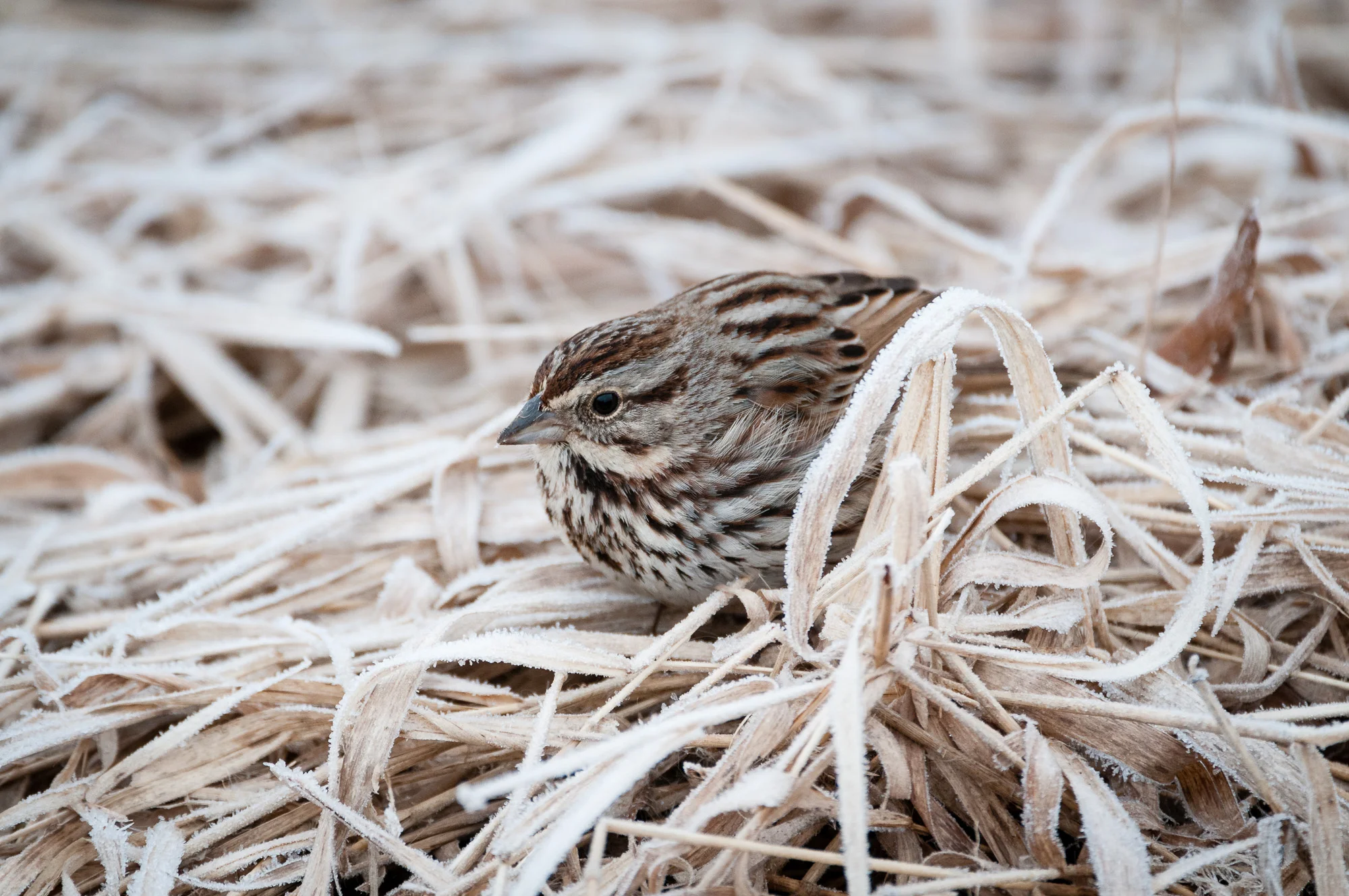 Song Sparrow on frosty marsh grass