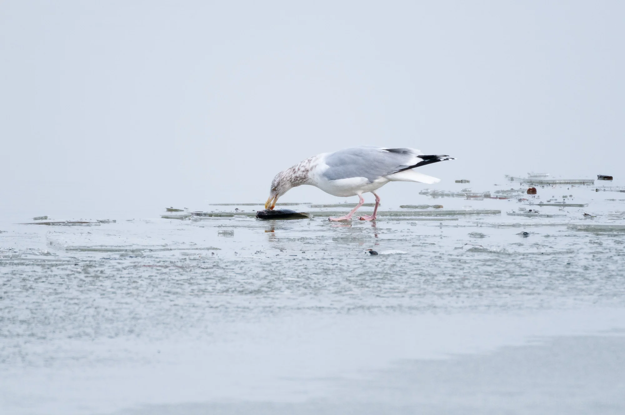 Herring Gull eating fish on iced over river