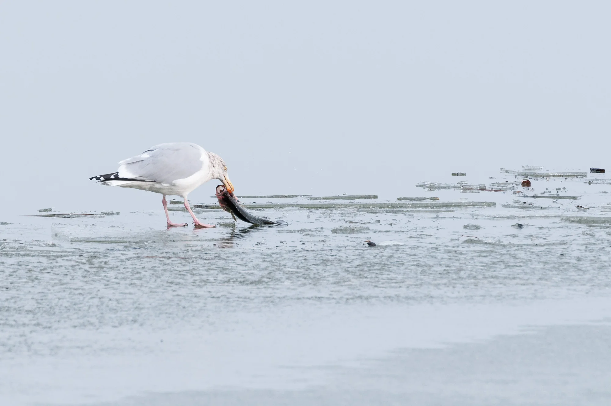 Herring Gull continues eating fish on iced over river