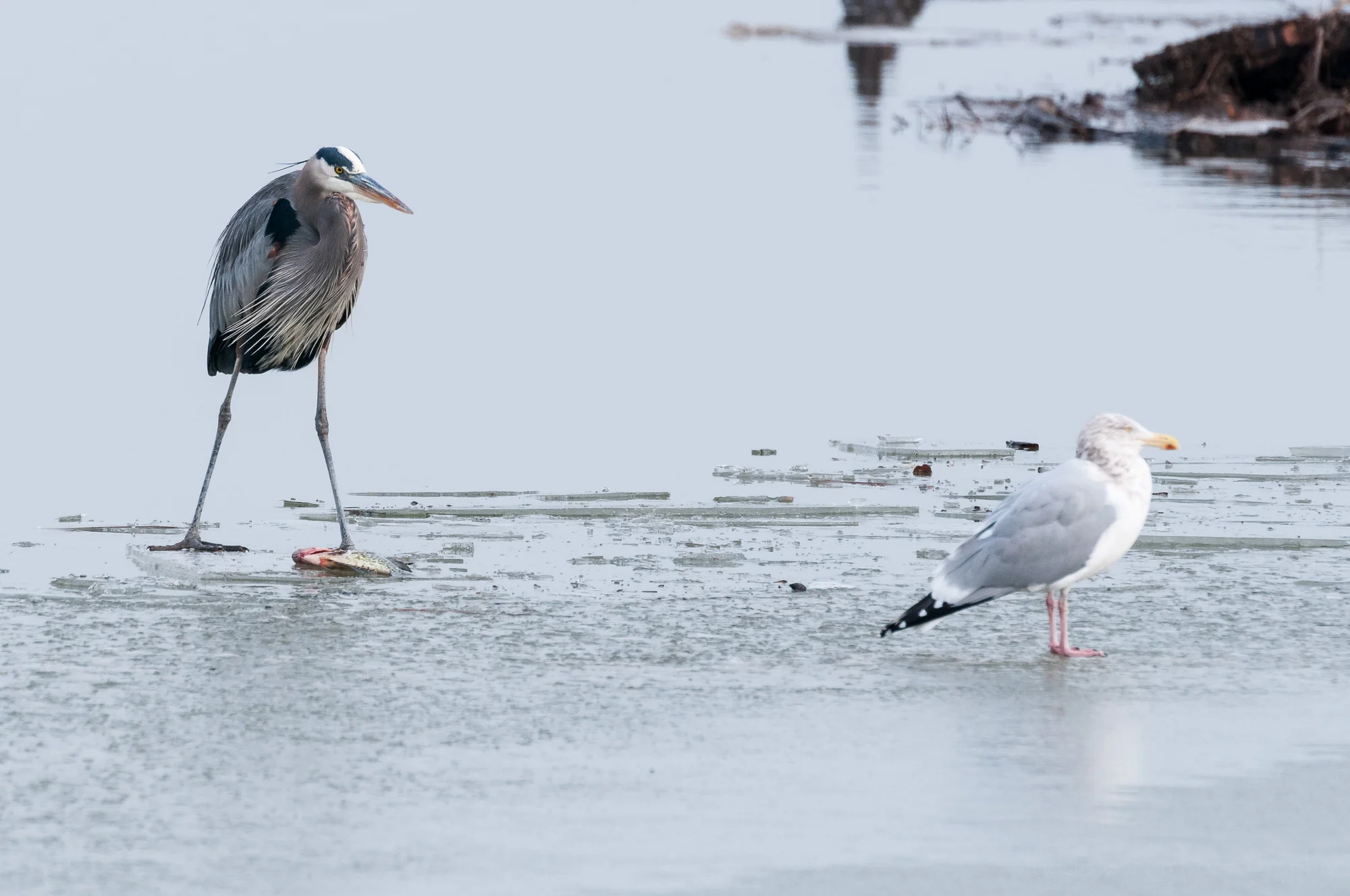 Great Blue Heron, standing over the fish, staring down the Herring Gull